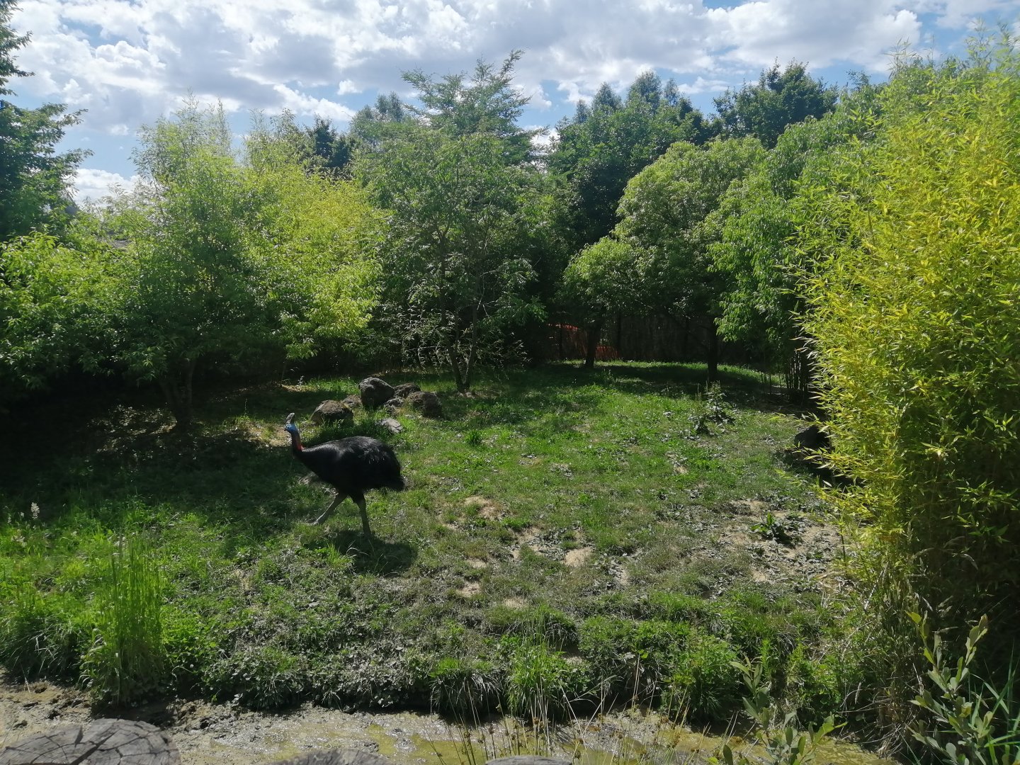 Oceania - Cassowary exhibit
