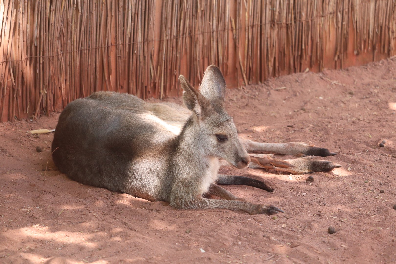 Oceania - Eastern Grey Kangaroo