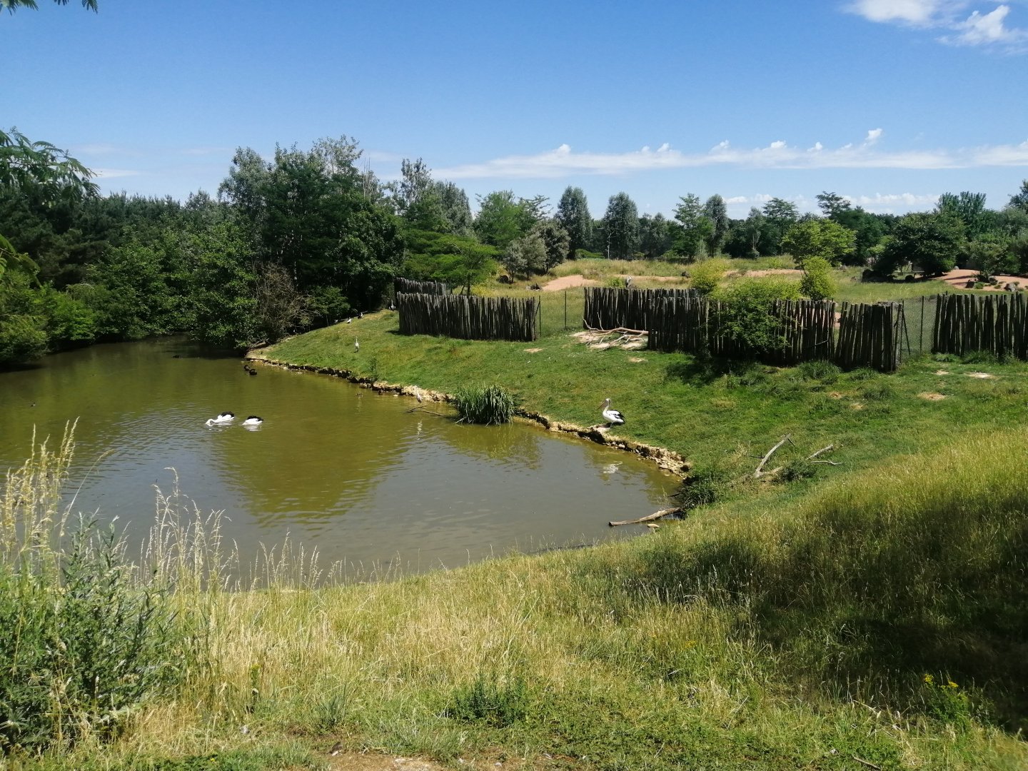 Oceania - Pelican exhibit