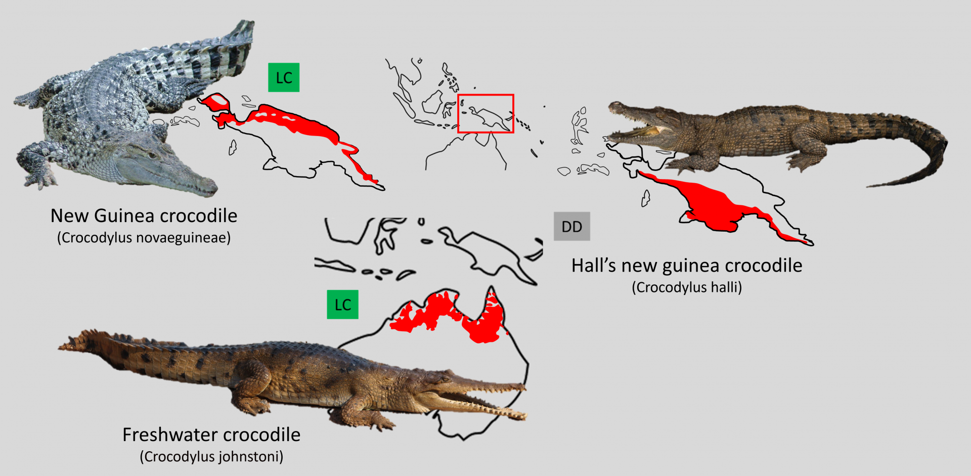 Oceanian crocodile distribution maps