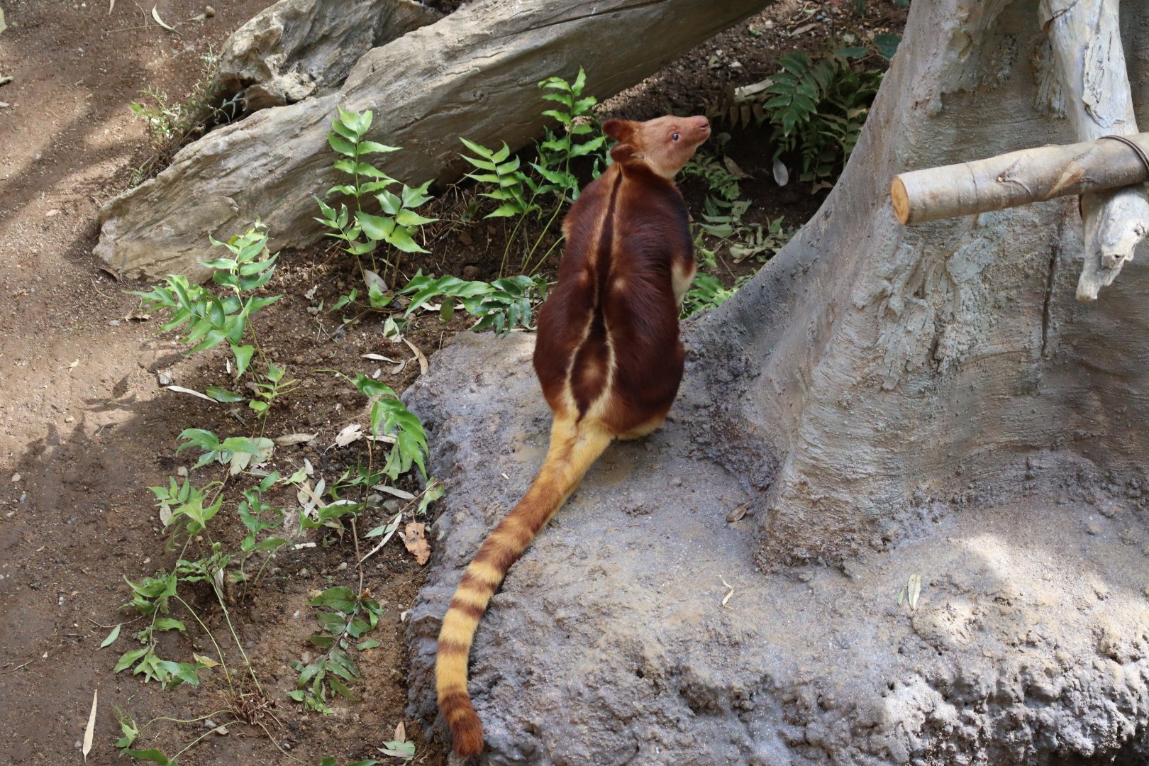 Oceania's Grassland - Goodfellow's Tree-Kangaroo