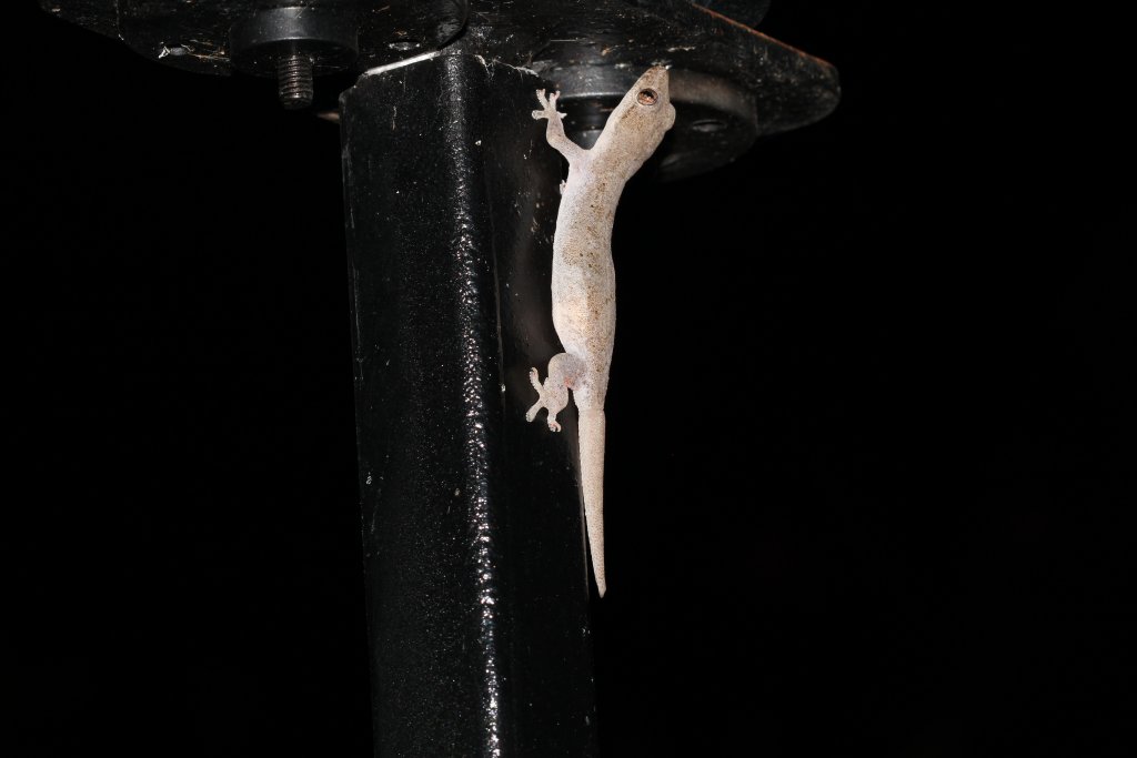 Oceanic Gecko (Gehyra oceanica)