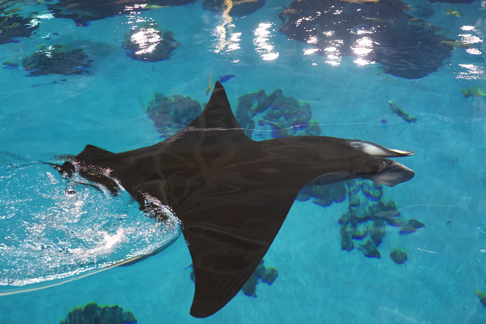 Oceanic Manta/  Manta birostris