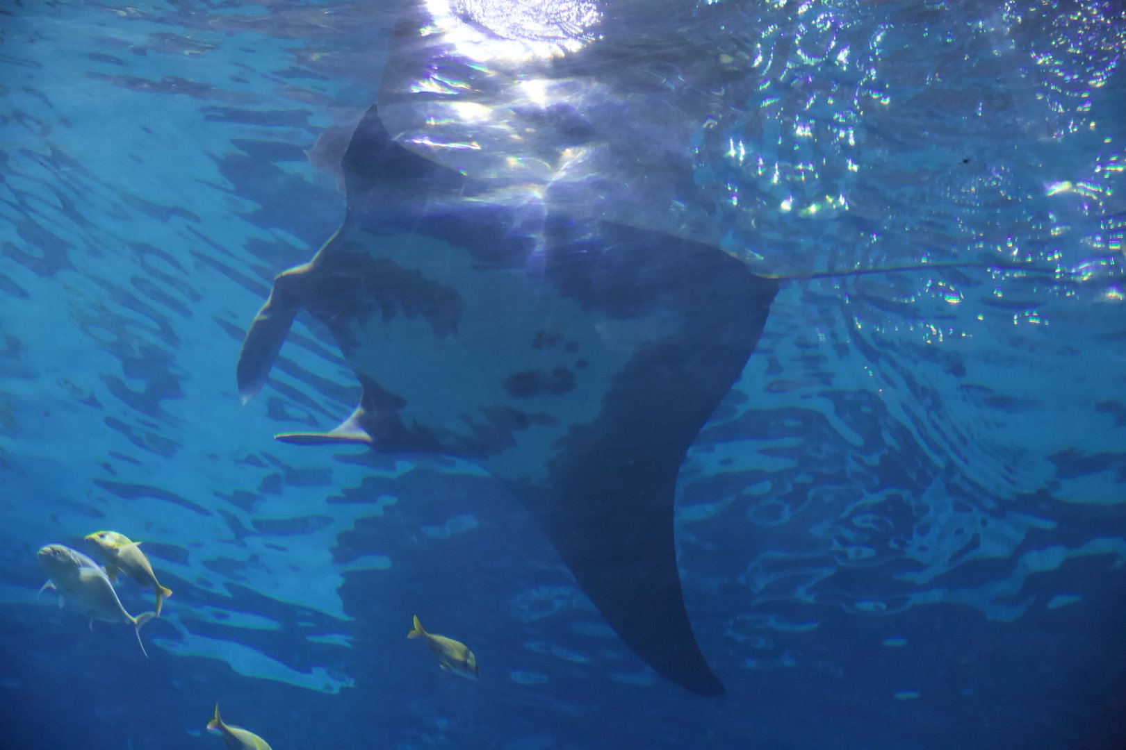 Oceanic Manta/ Manta birostris