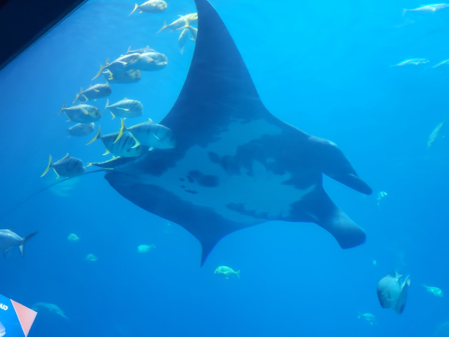 Oceanic Manta Ray(Mobula birostris) - december 2023