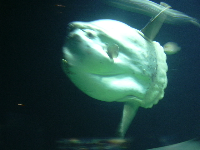 Oceanic sunfish