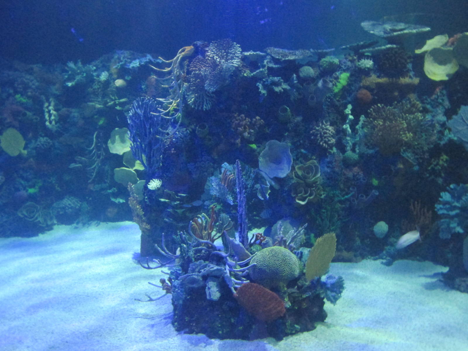 oceanic tank acuario inbursa