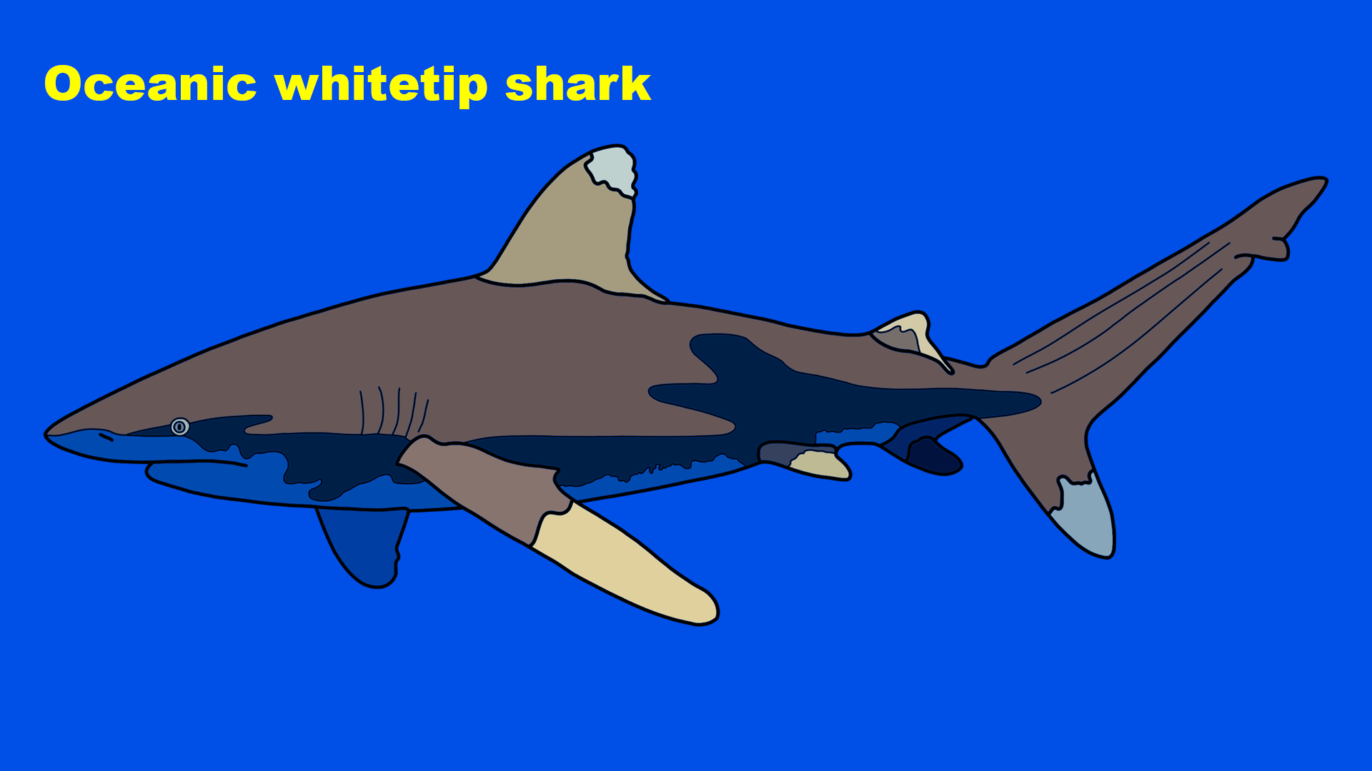 Oceanic whitetip shark (Carcharhinus longimanus)