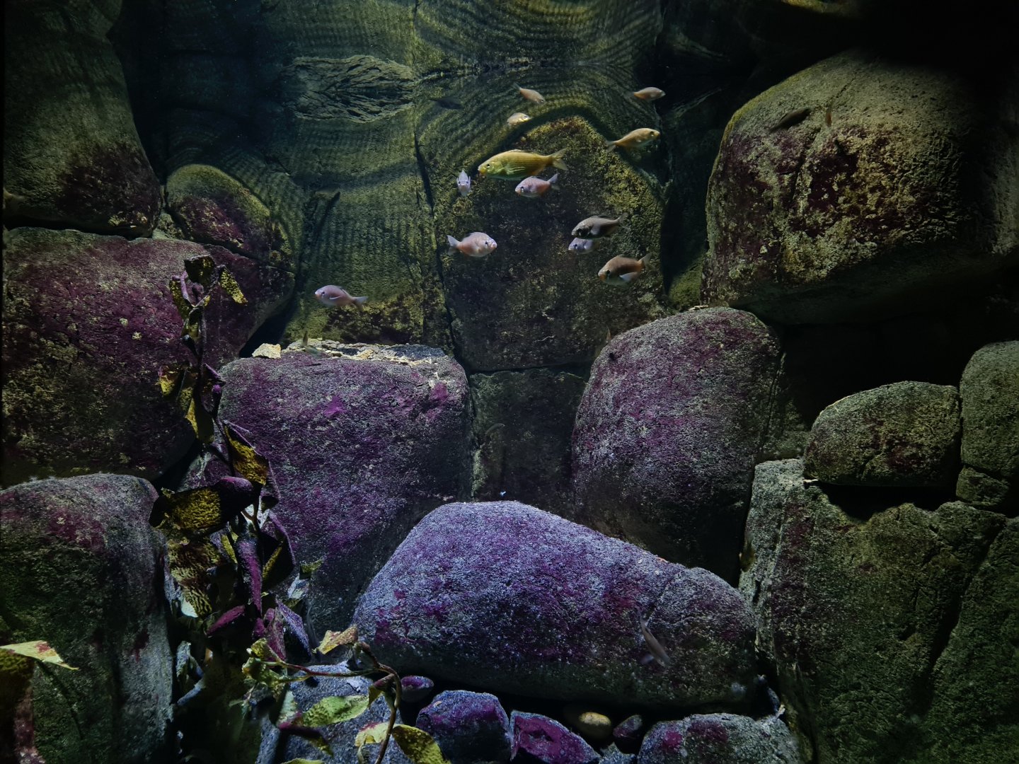 Oceanium - American lobster aquarium interior