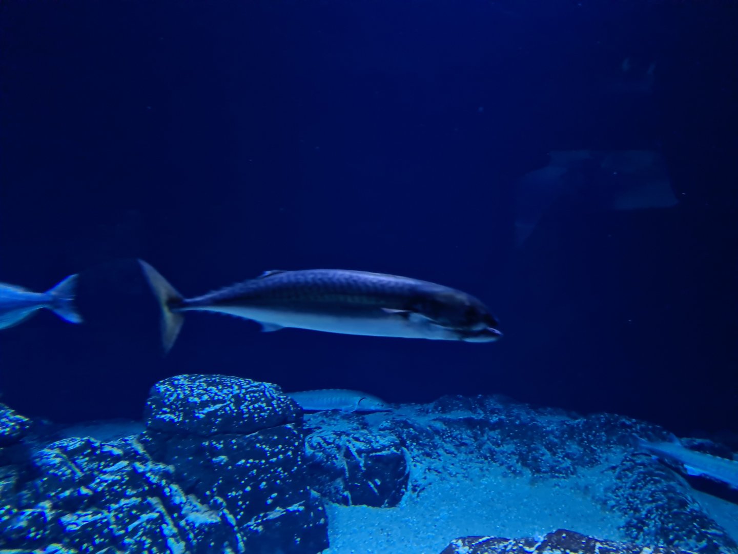 Oceanium - Atlantic mackerel in Delta aquarium