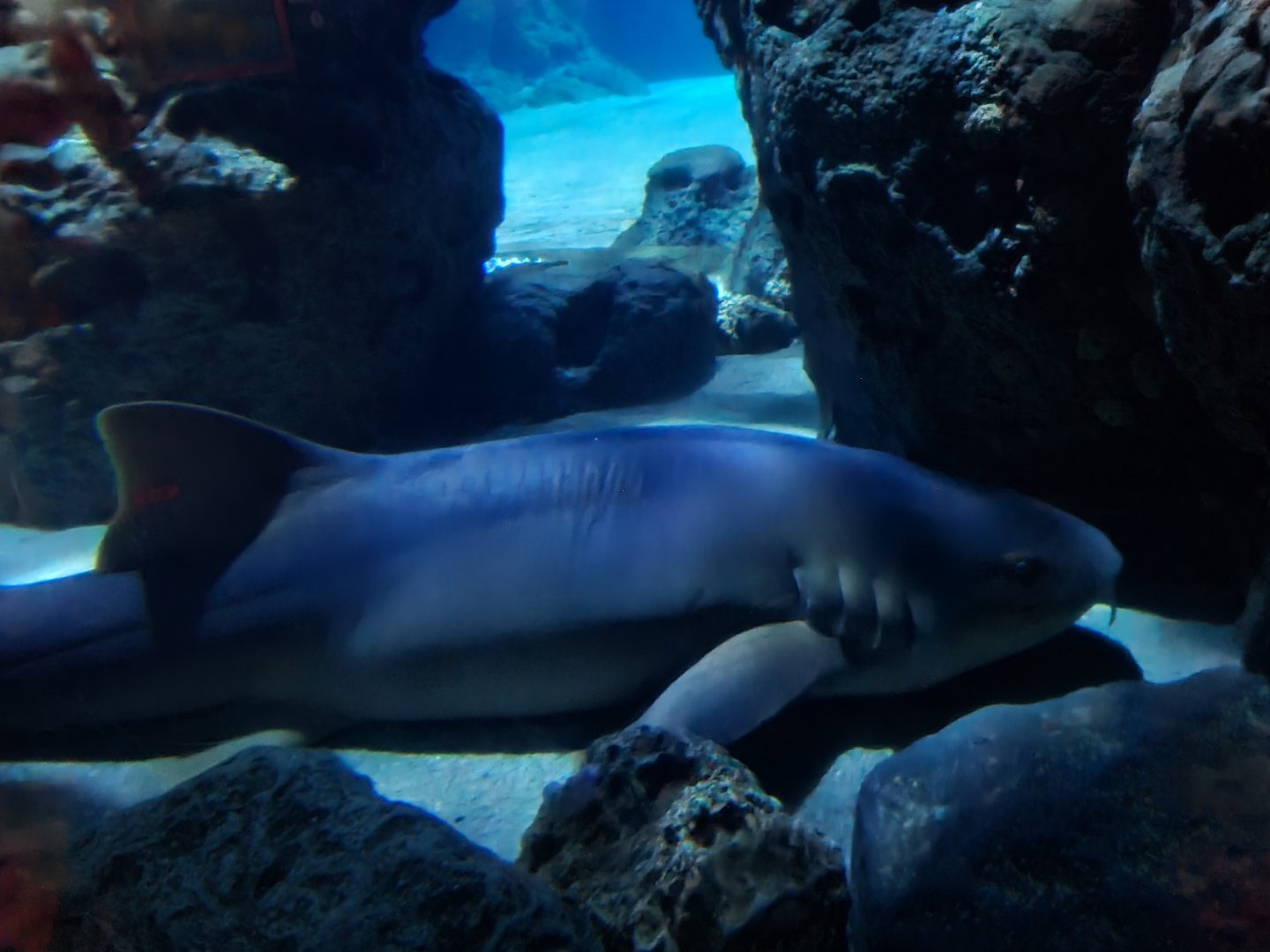 Oceanium - Atlantic nurse shark in Endless Ocean aquarium