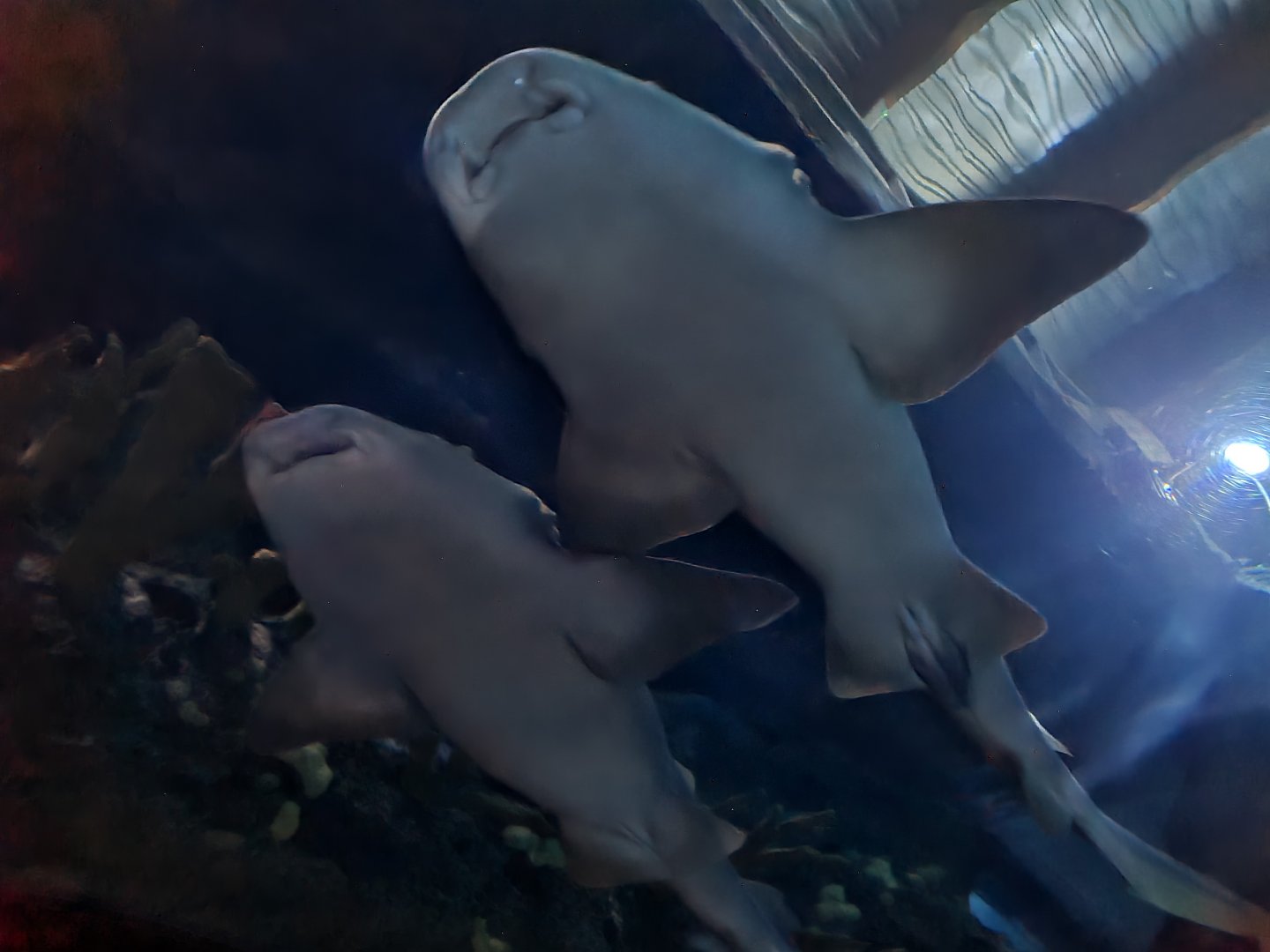 Oceanium - Atlantic nurse sharks in Endless Ocean aquarium