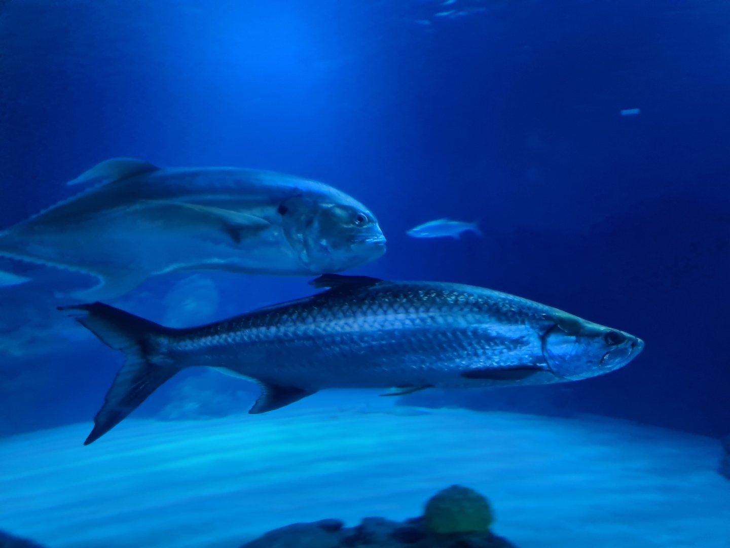 Oceanium - Atlantic tarpon and Crevalle jack in Endless Ocean aquarium