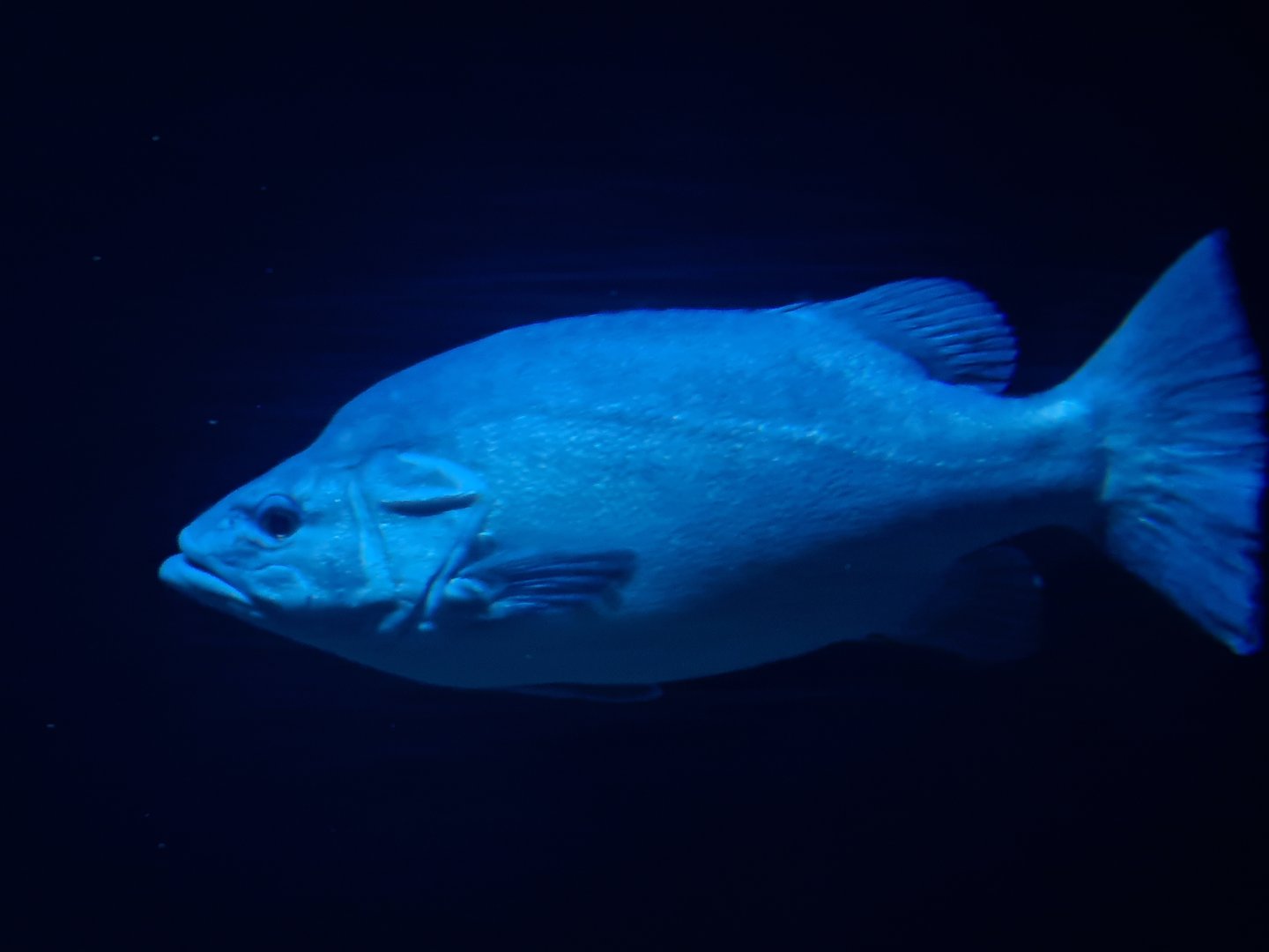 Oceanium - Atlantic wreckfish in Wreck dive aquarium