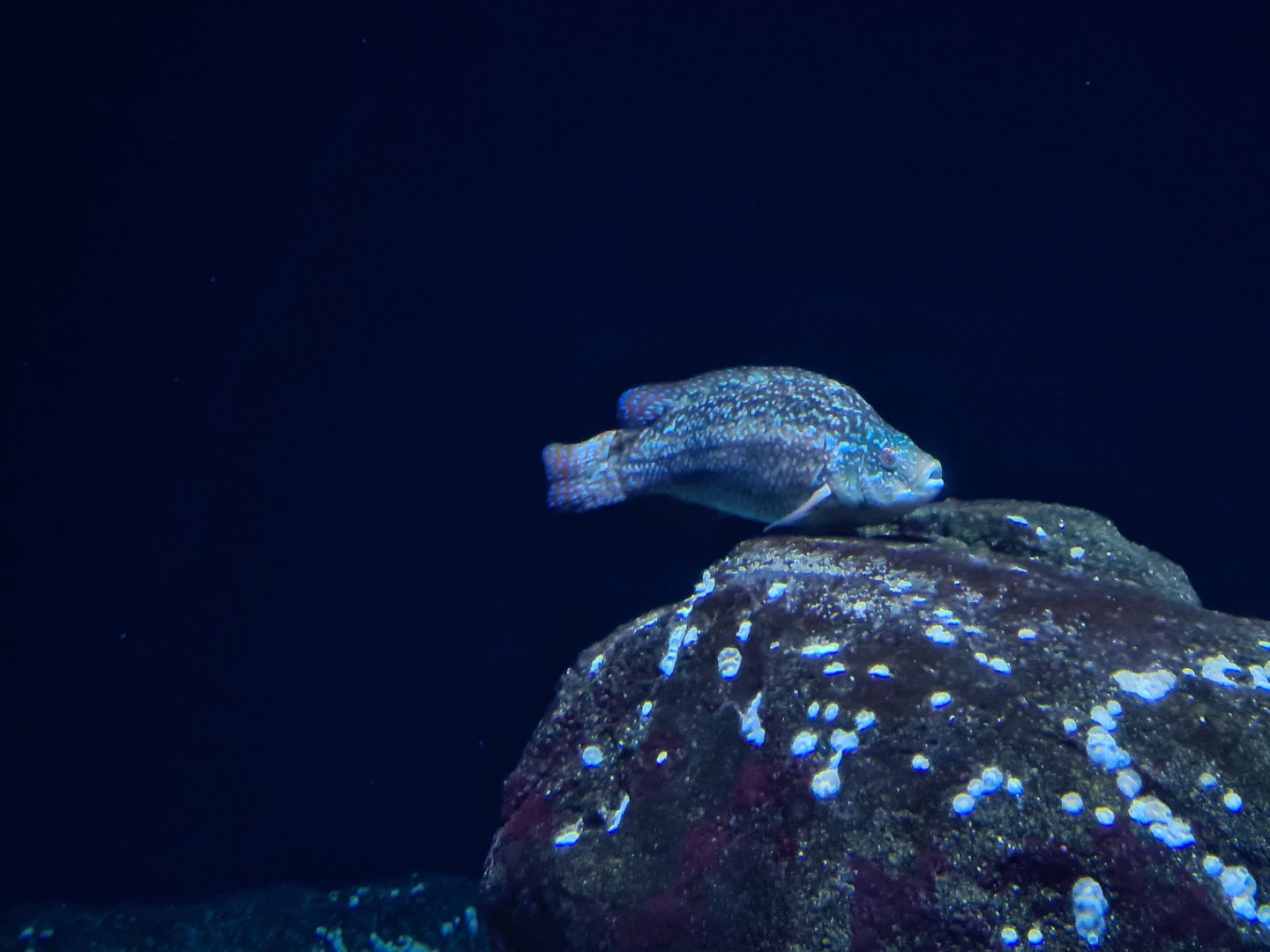 Oceanium - Ballan wrasse