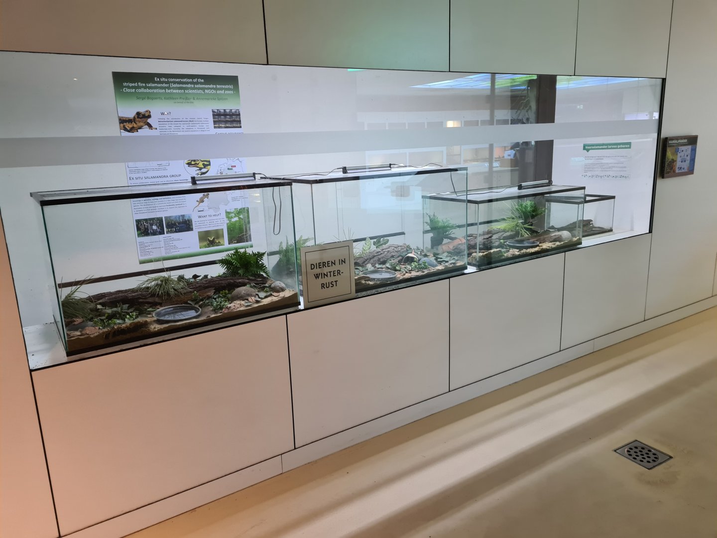 Oceanium - Banded fire salamander enclosures in Conservation centre