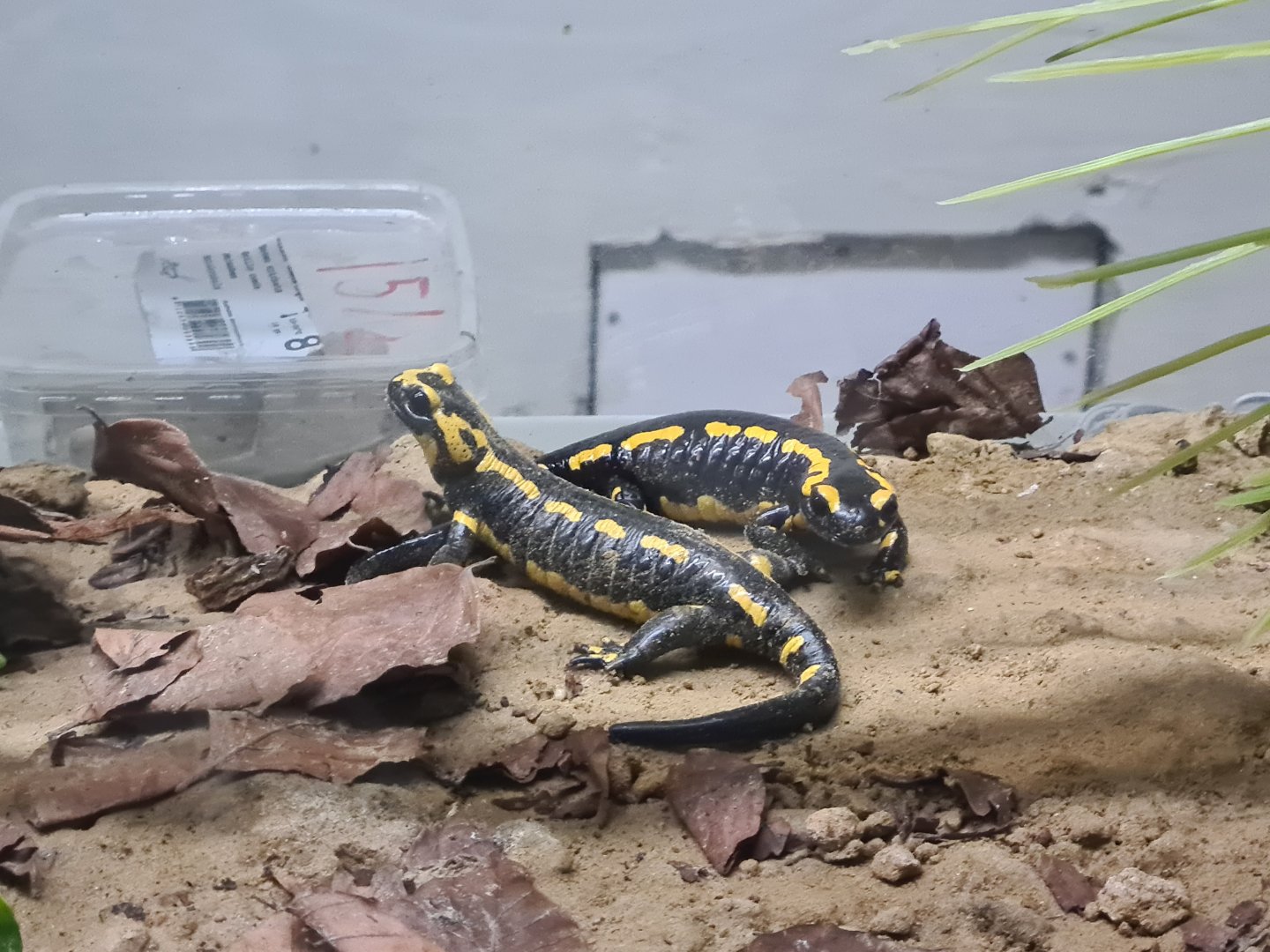 Oceanium - Banded fire salamanders in Conservation centre