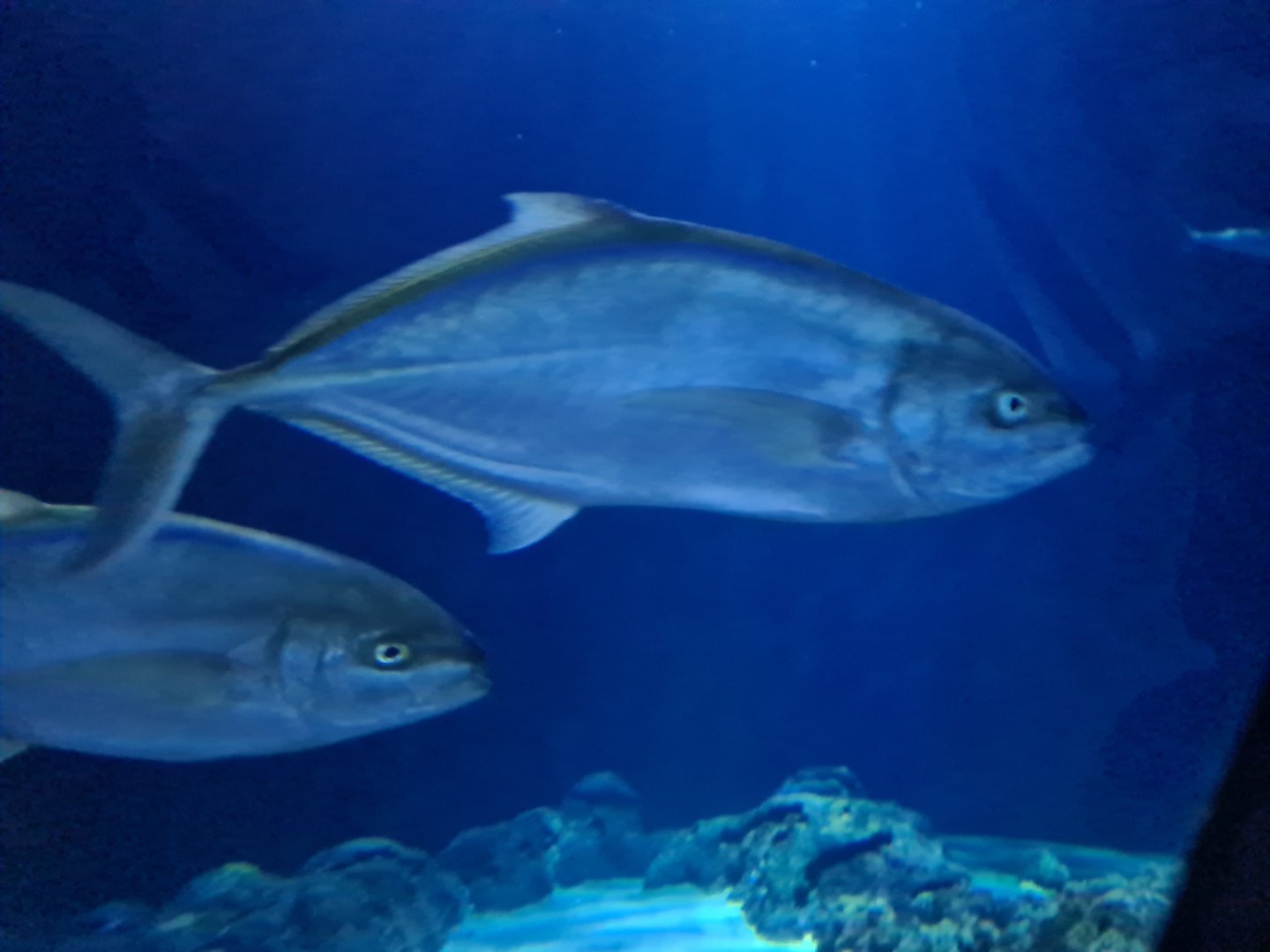 Oceanium - Bar jack in Endless Ocean aquarium