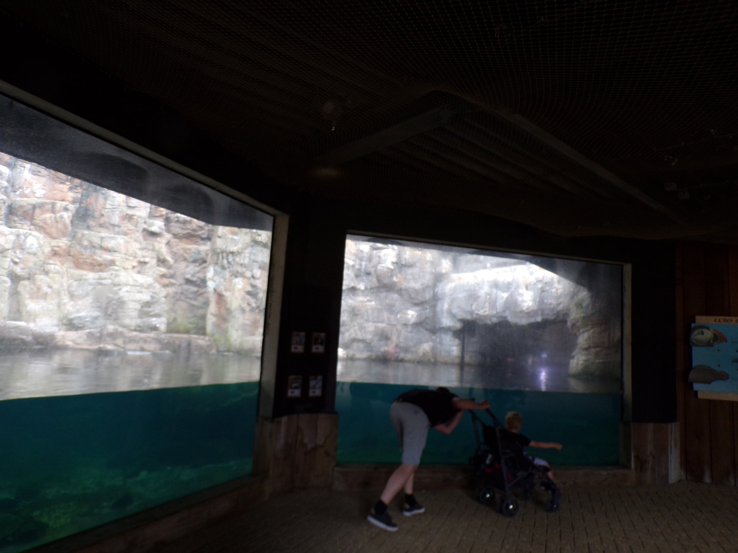 Oceanium- Bass rock aviary 13.7.23