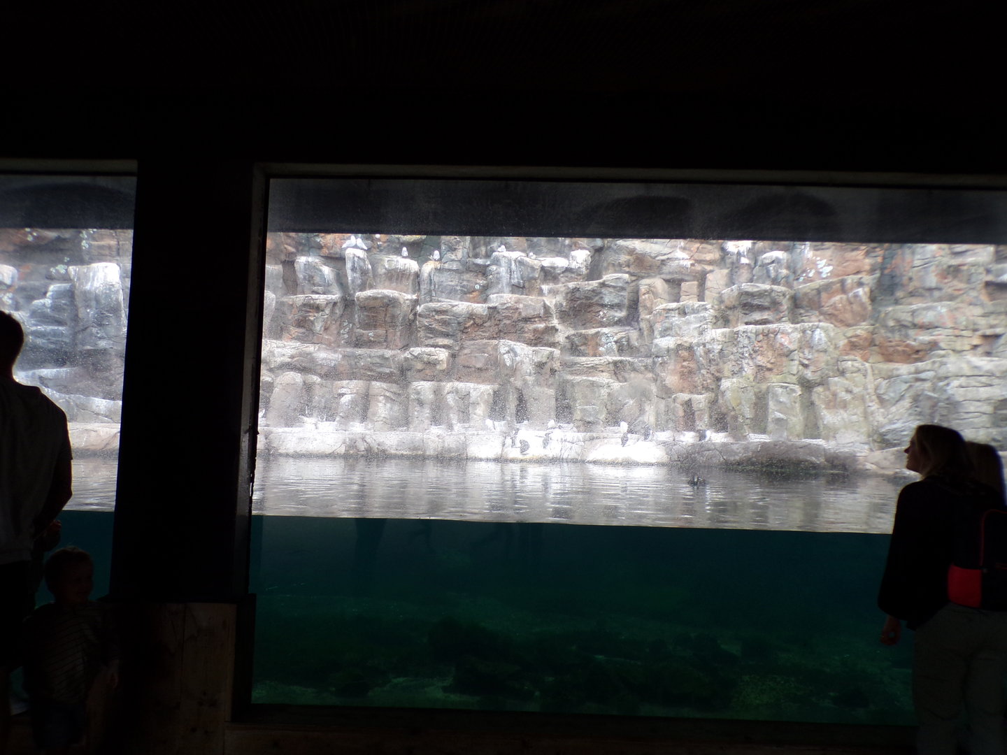 Oceanium- Bass rock aviary 13.7.23