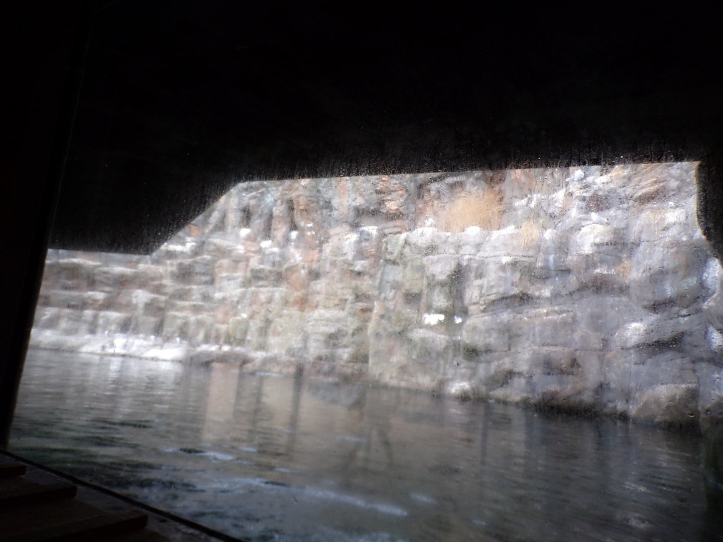 Oceanium- Bass rock aviary 13.7.23