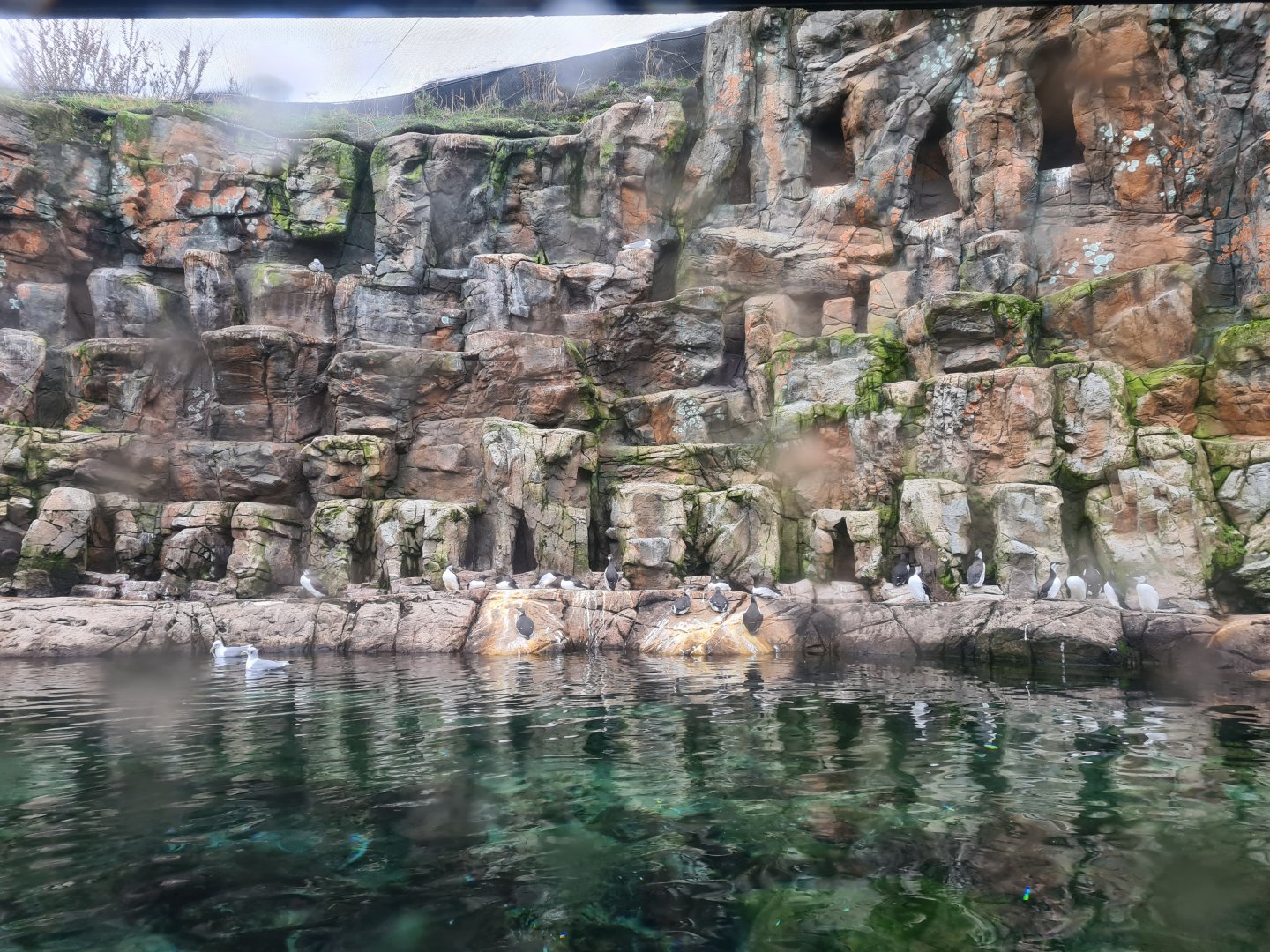 Oceanium - Bass rock