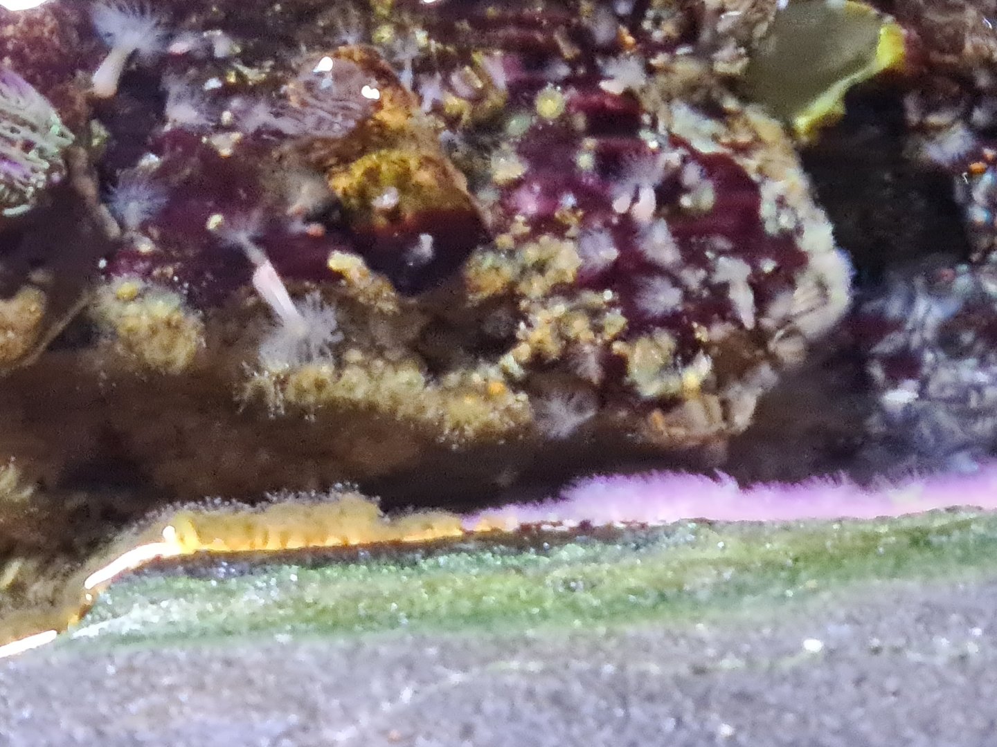 Oceanium - Battling anemones