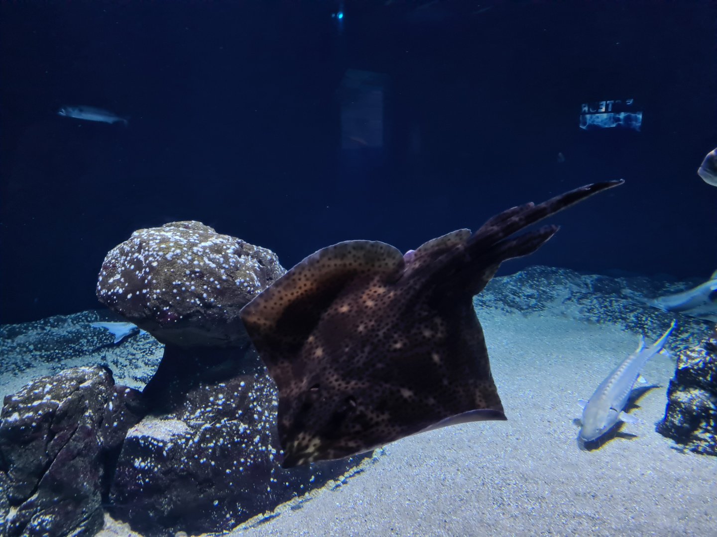 Oceanium - Blonde ray in Delta aquarium