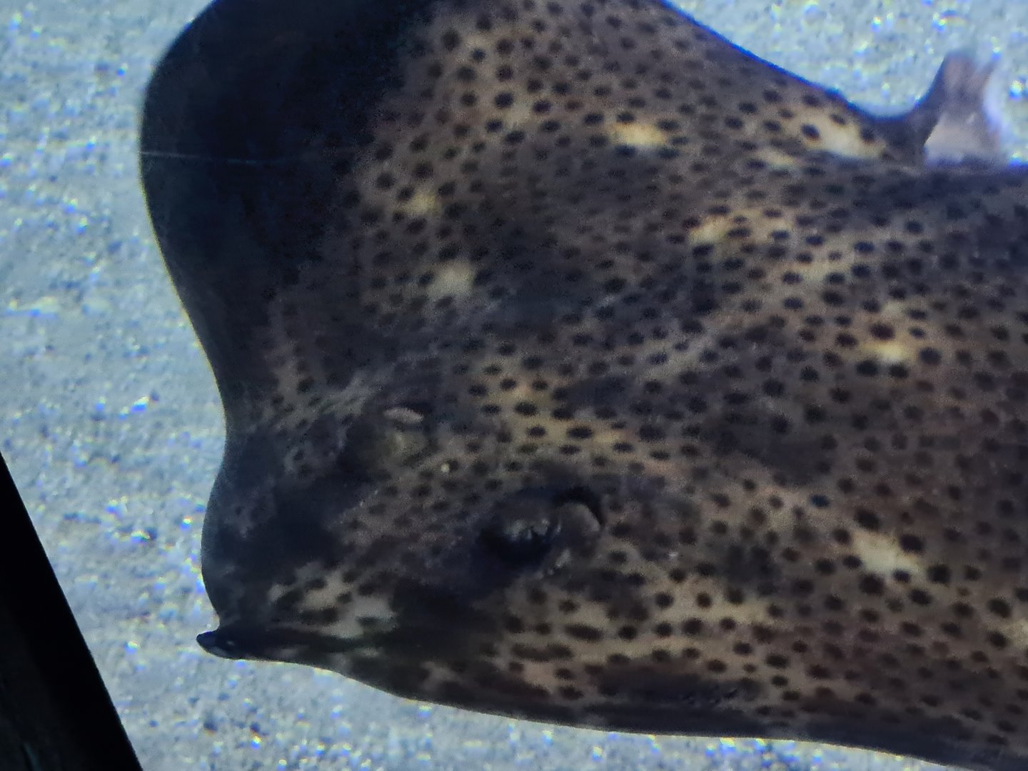 Oceanium - Blonde ray in Delta aquarium