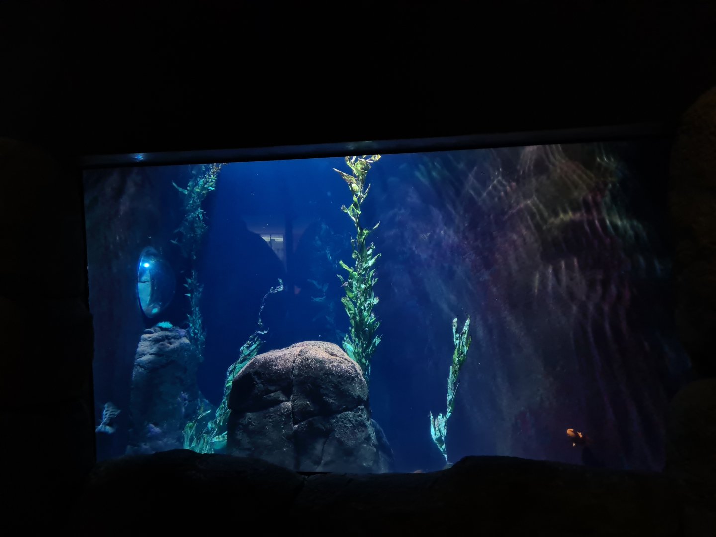 Oceanium - California kelp forest aquarium