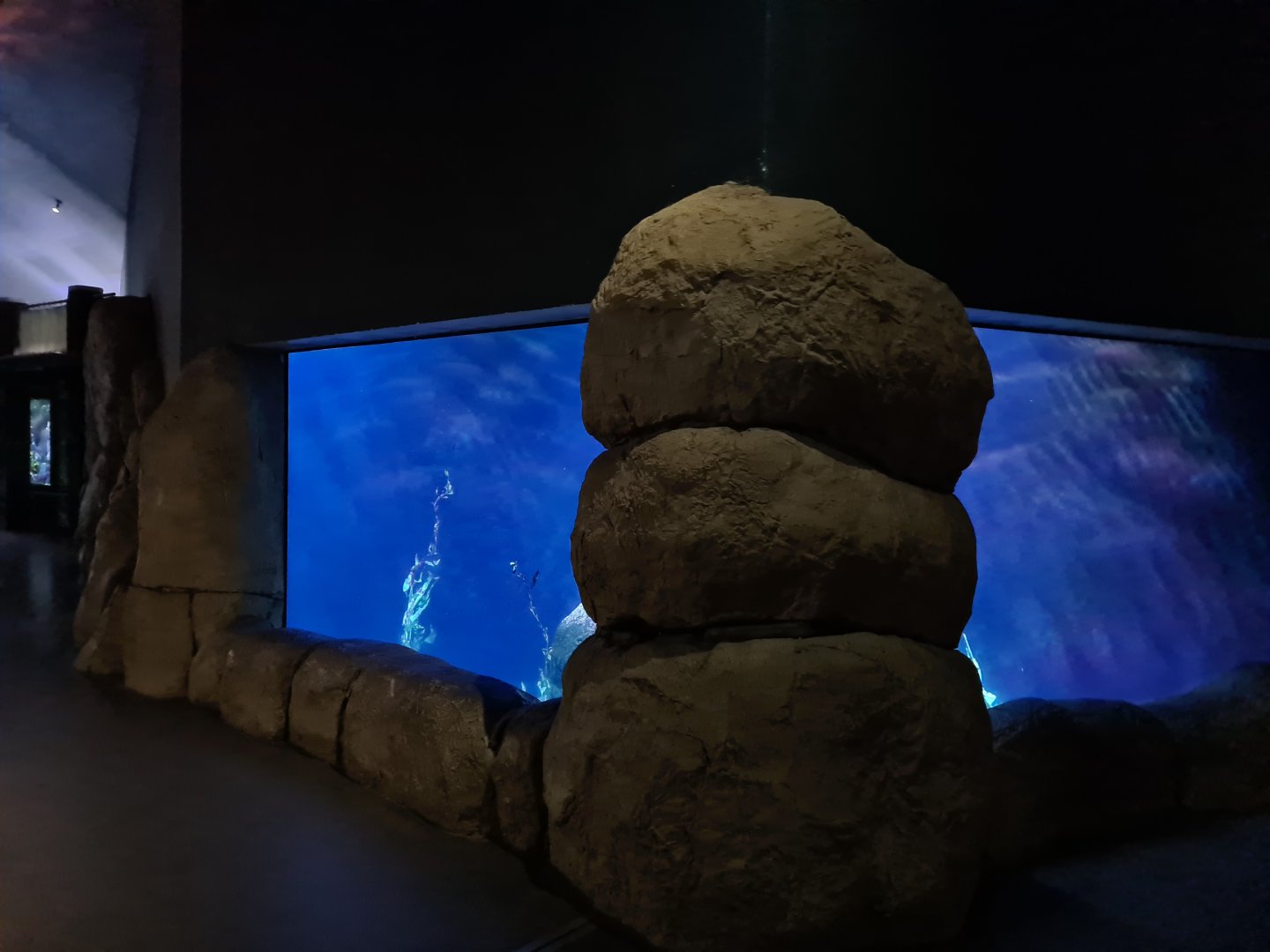 Oceanium - California kelp forest aquarium