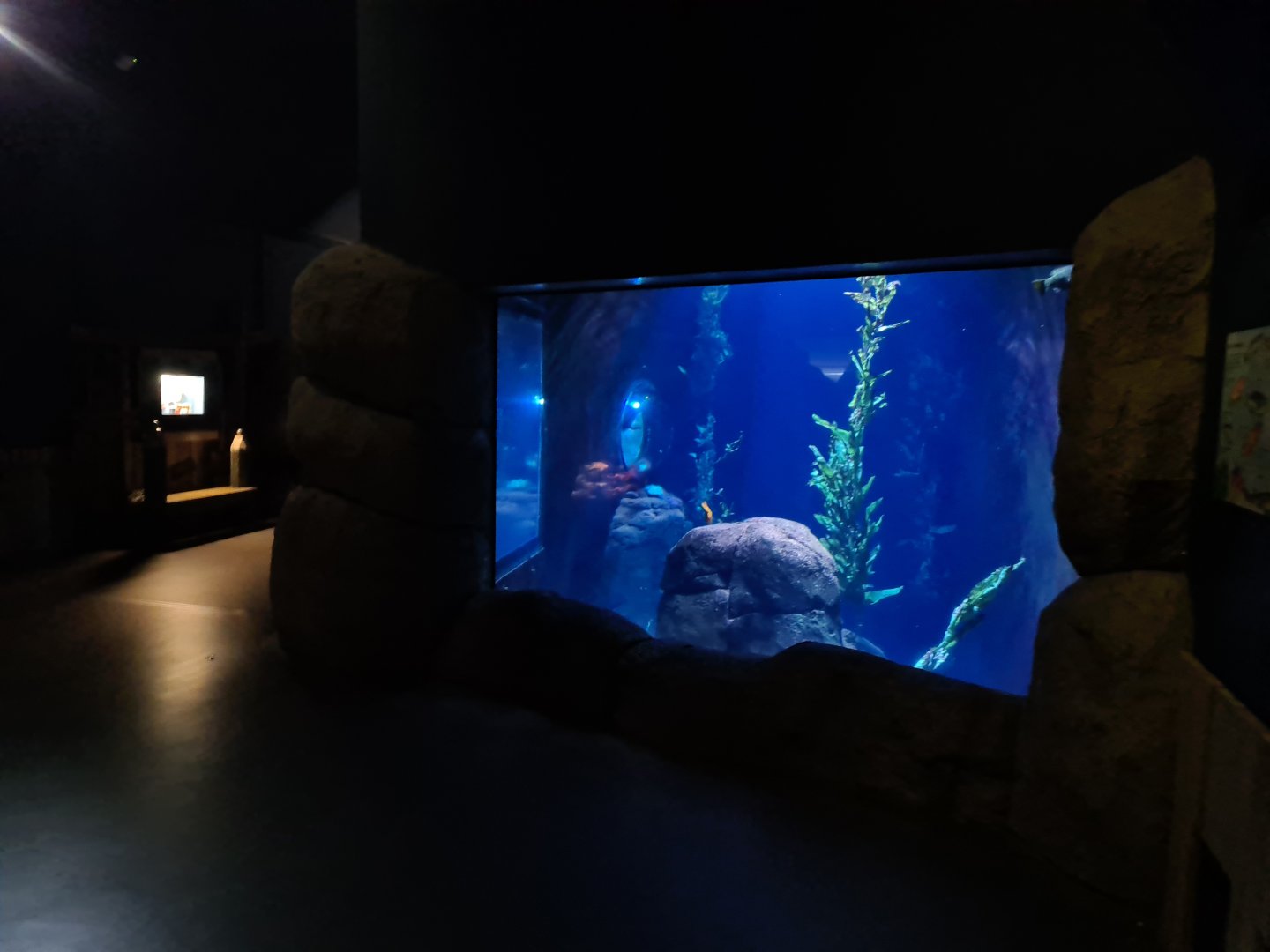 Oceanium - California kelp forest aquarium