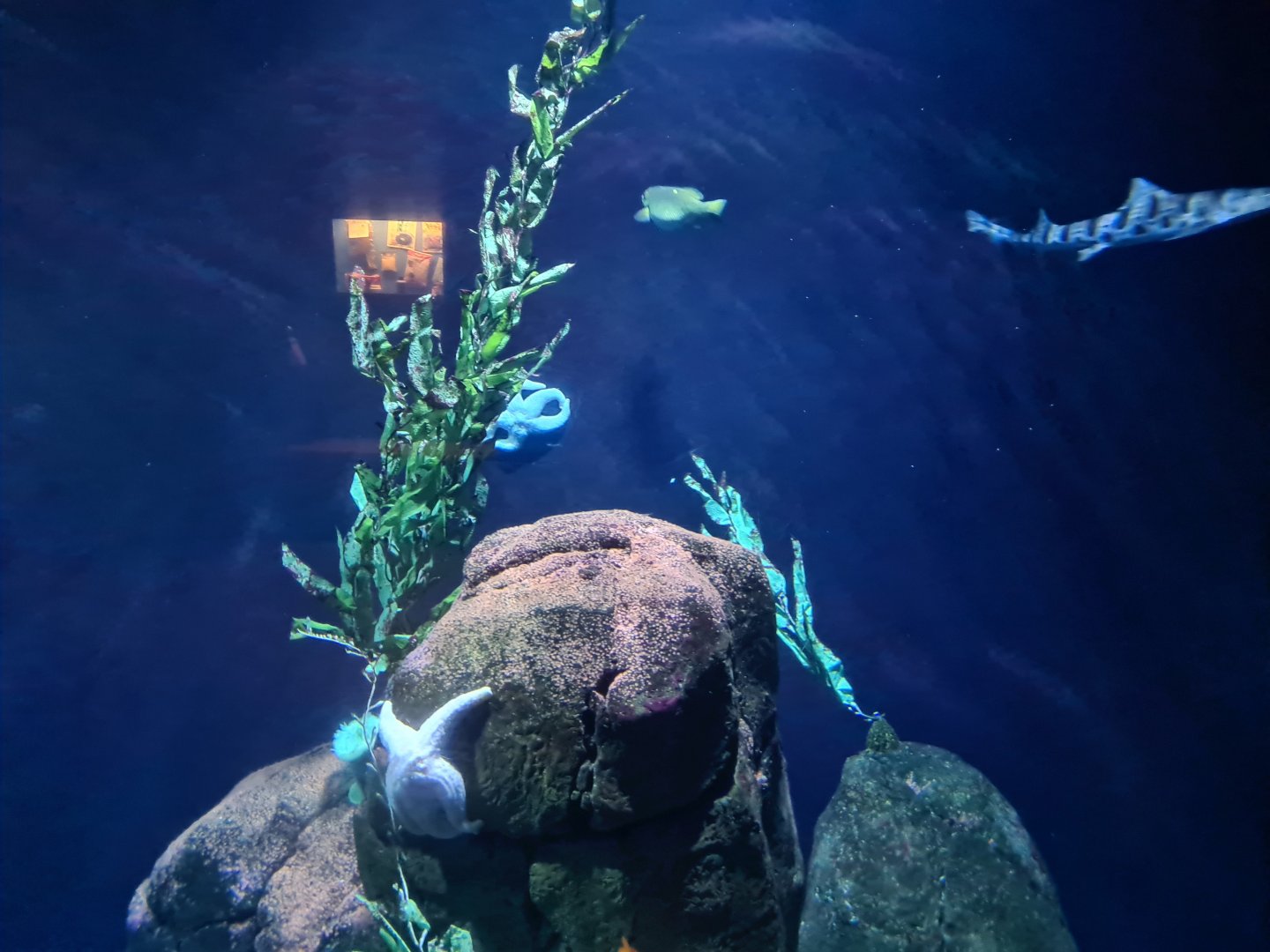 Oceanium - California kelp forest aquarium