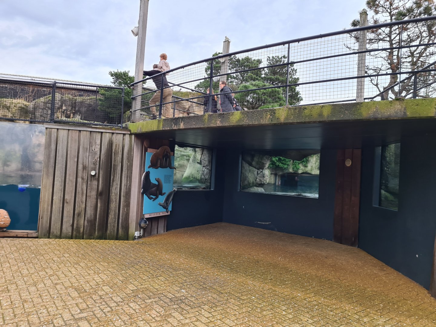 Oceanium - California sea lion viewing area