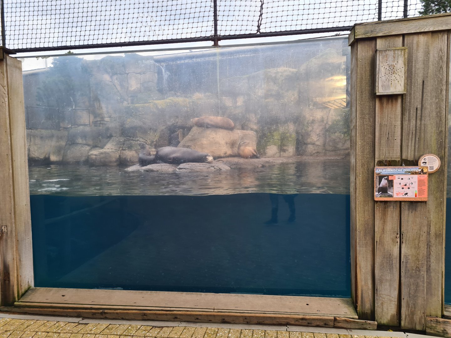 Oceanium - California sea lion viewing window