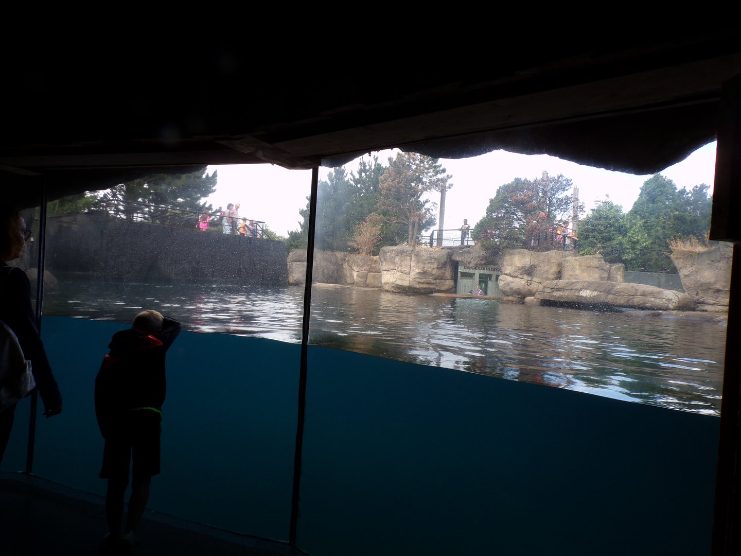Oceanium- Californian sea lion enclosure 13.7.23