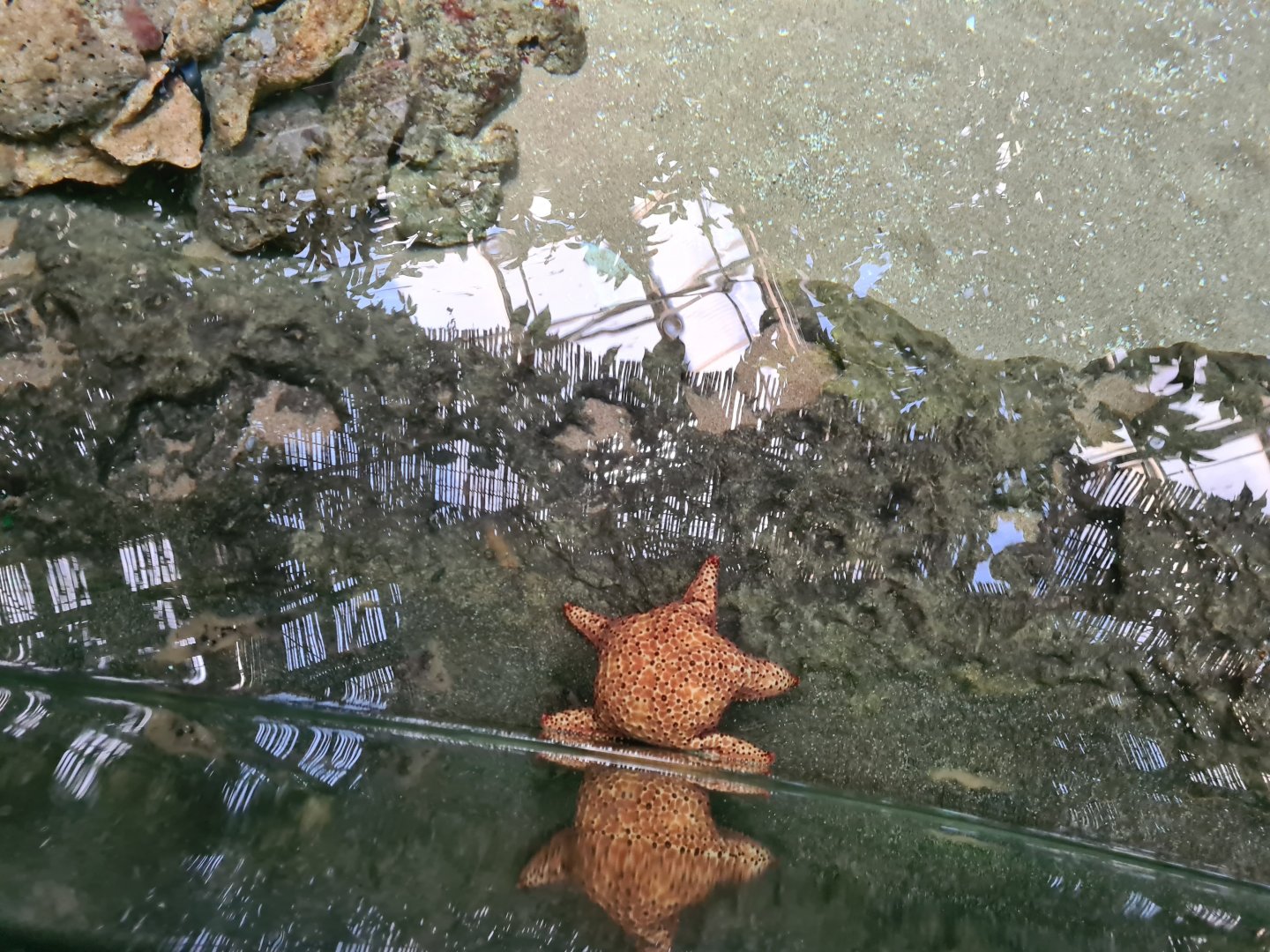 Oceanium - Caribbean cushion star in Mangrove aquarium