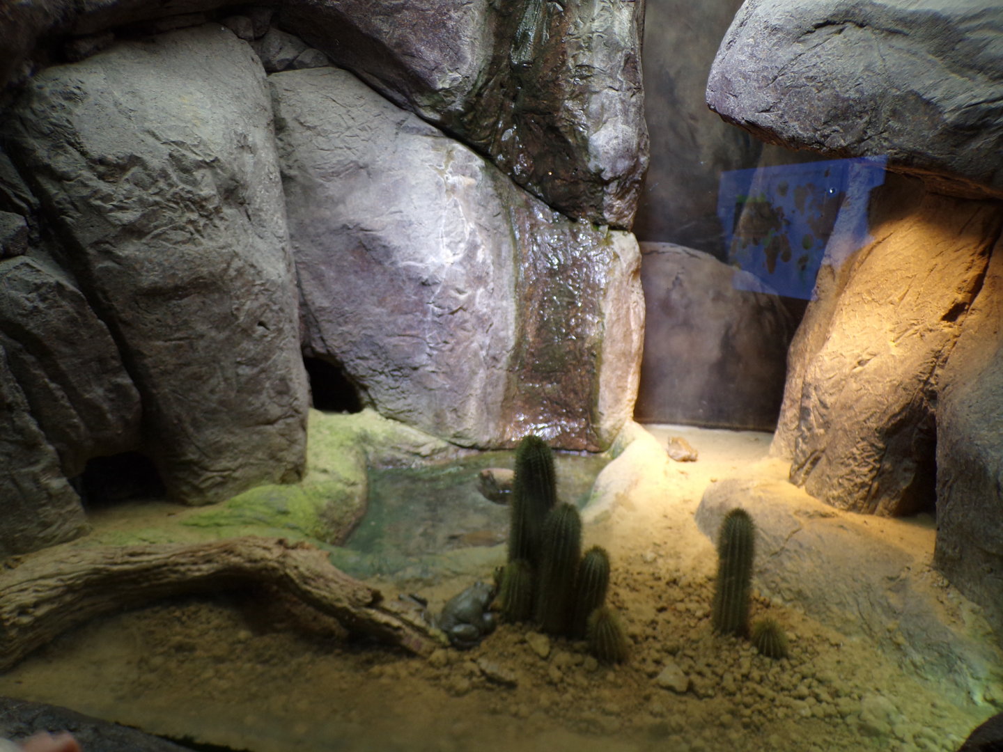 Oceanium- Colorado toad enclosure 13.7.23