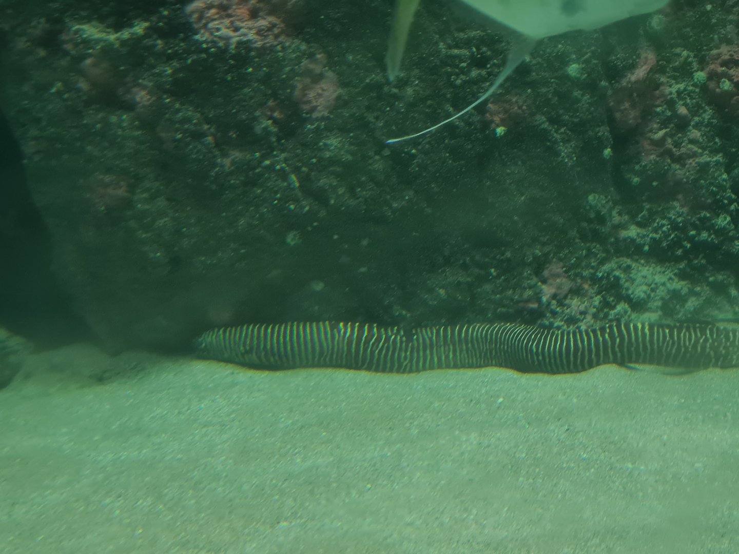Oceanium - Convict blenny in Caribbean beach aquarium