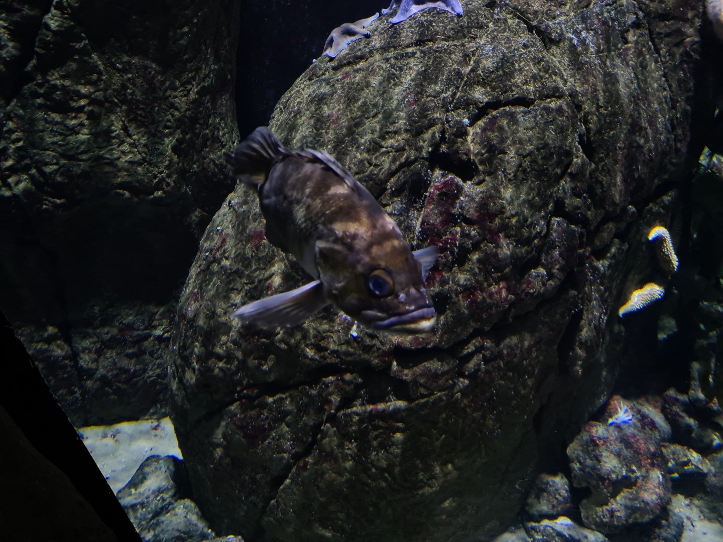 Oceanium - Copper rockfish in smaller California tank