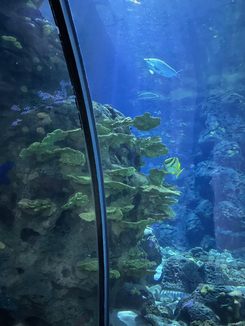 Oceanium- Coral 13.7.23