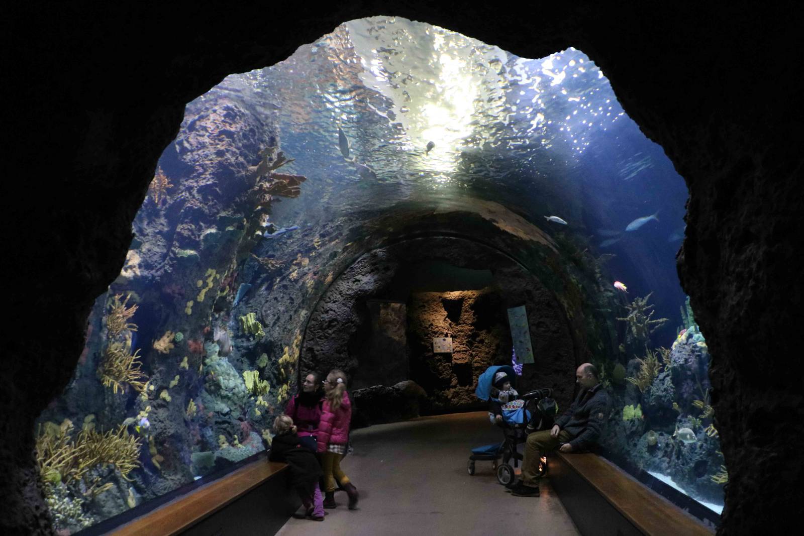 Oceanium coral reef tunnel, February 2016