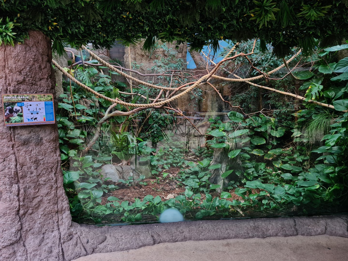 Oceanium - Cotton-top tamarin enclosure
