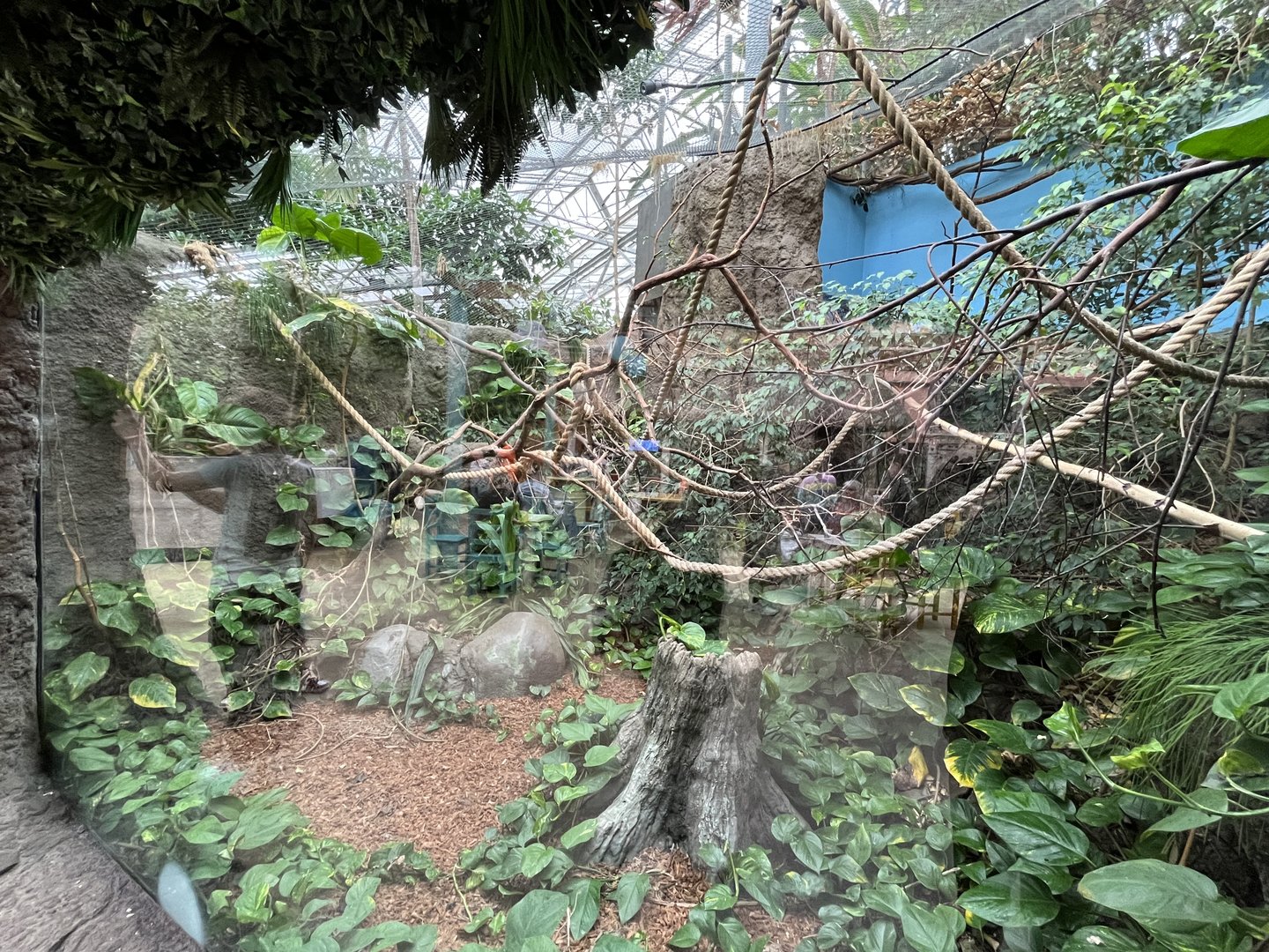 Oceanium- Cotton topped tamarin enclosure 13.7.23