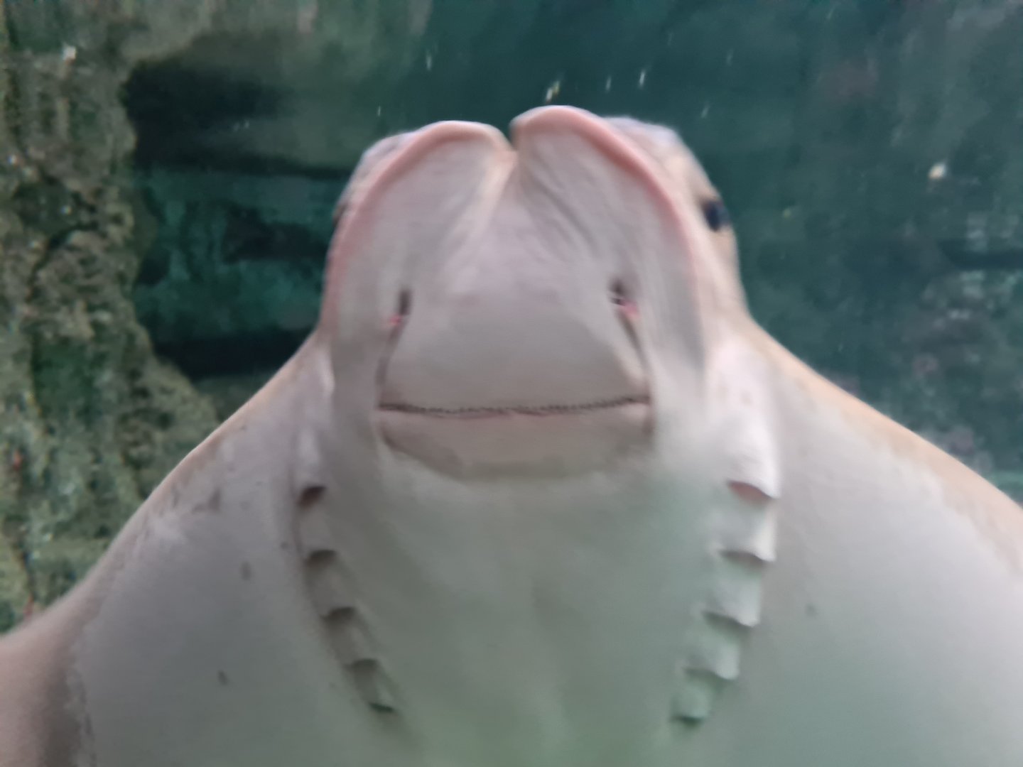 Oceanium - Cownose ray in Caribbean beach aquarium