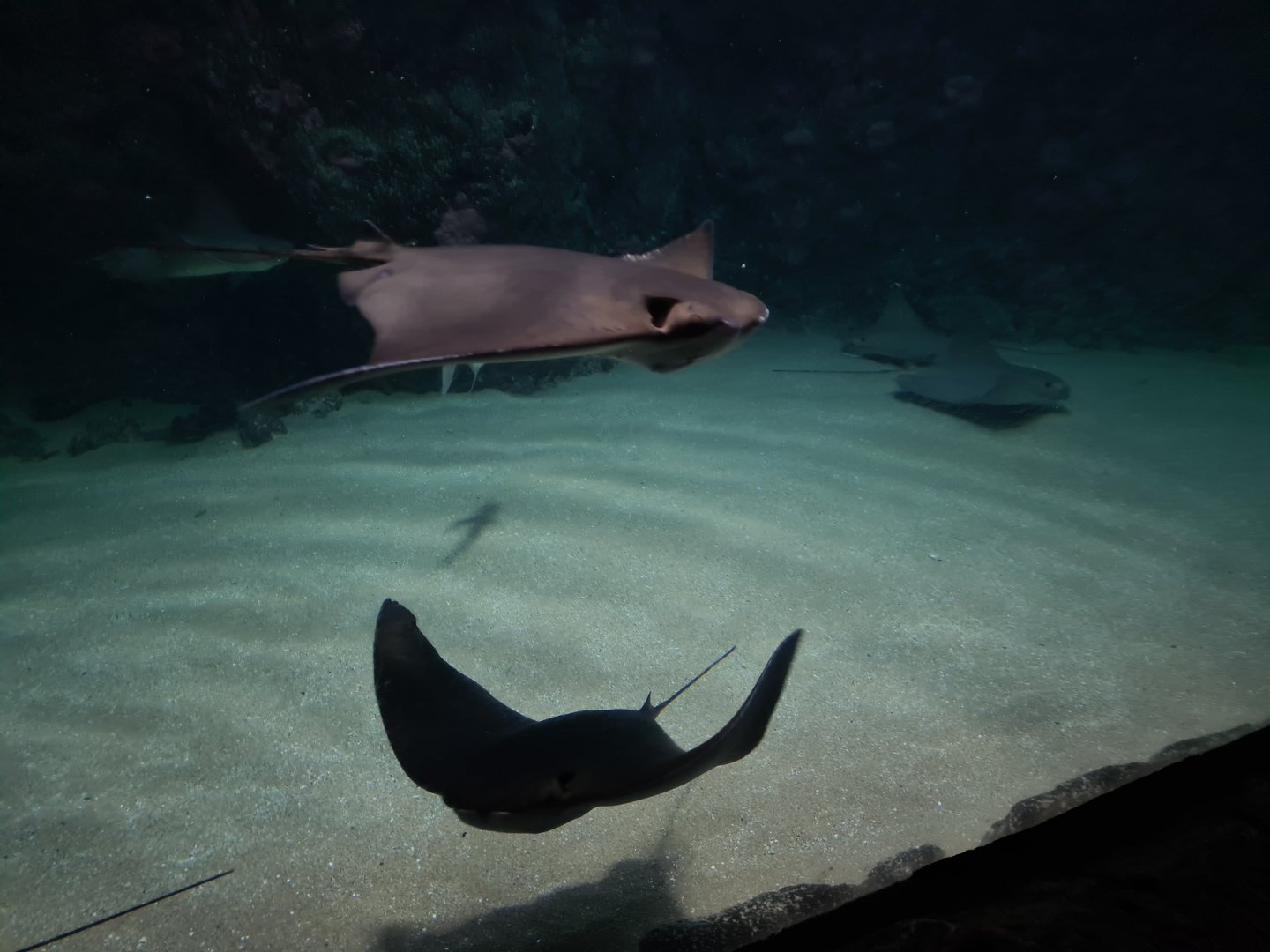 Oceanium - Cownose rays in Caribbean beach aquarium