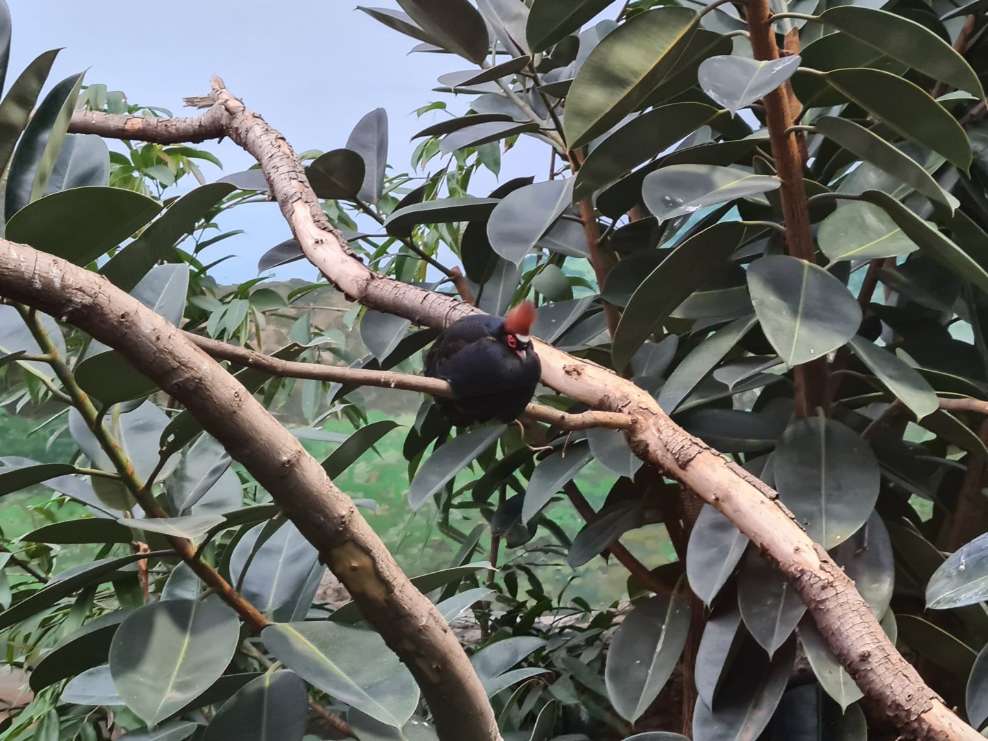 Oceanium - Crested Wood partridge in Conservation centre