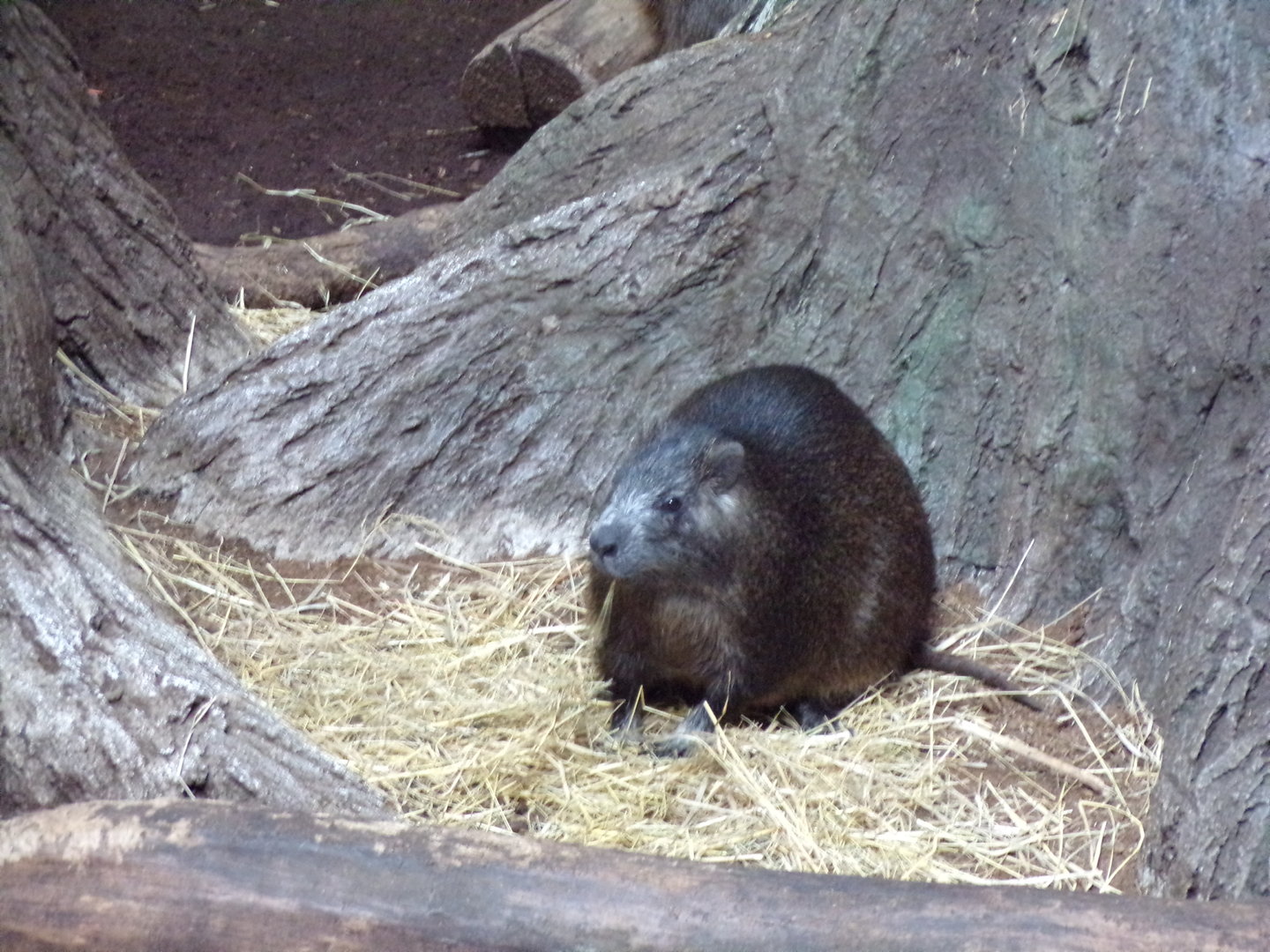 Oceanium- Cuban hutia 13.7.23