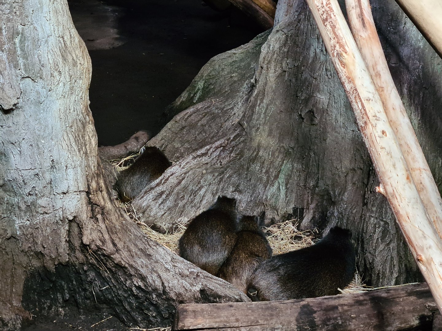 Oceanium - Cuban hutias