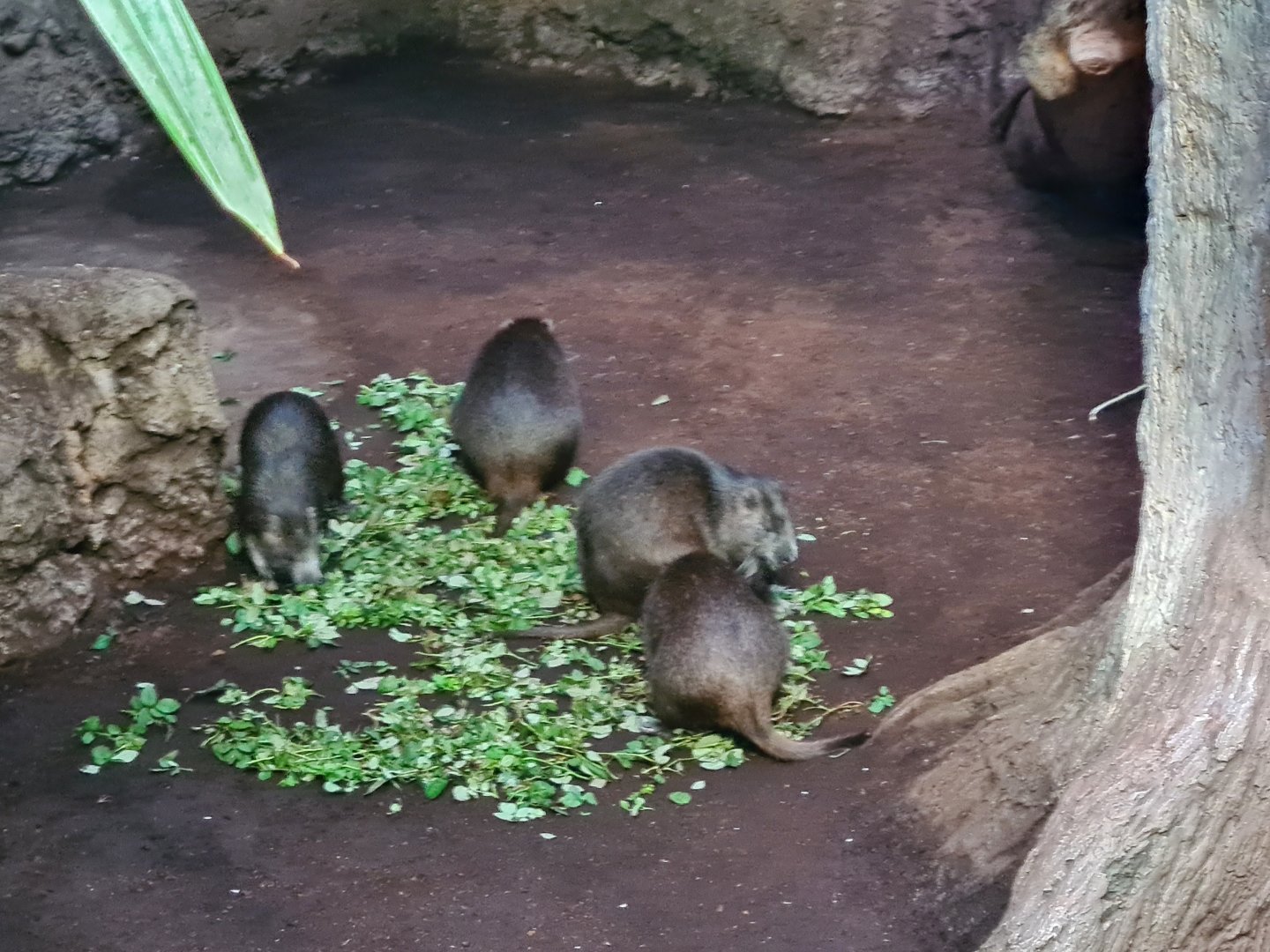 Oceanium - Cuban hutias